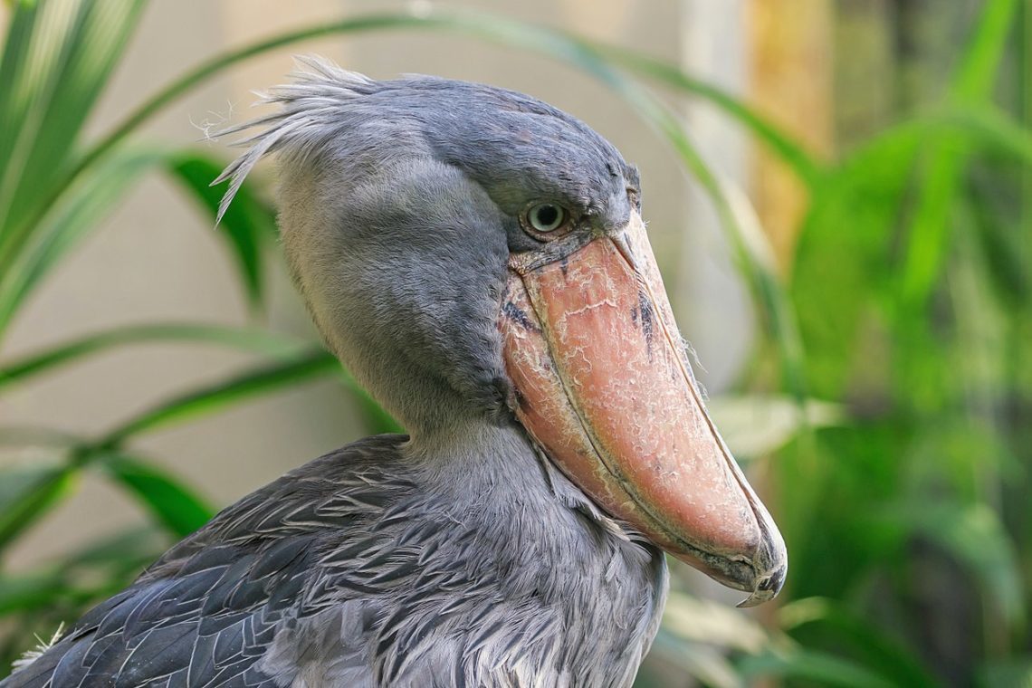 Kitoglav. - Shoebill, Birds, Longpost