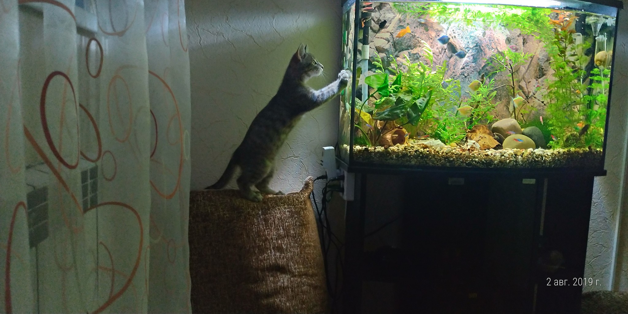 Friday, time to go fishing - My, Kittens, Fishing, cat, Aquarium, Aquarium fish