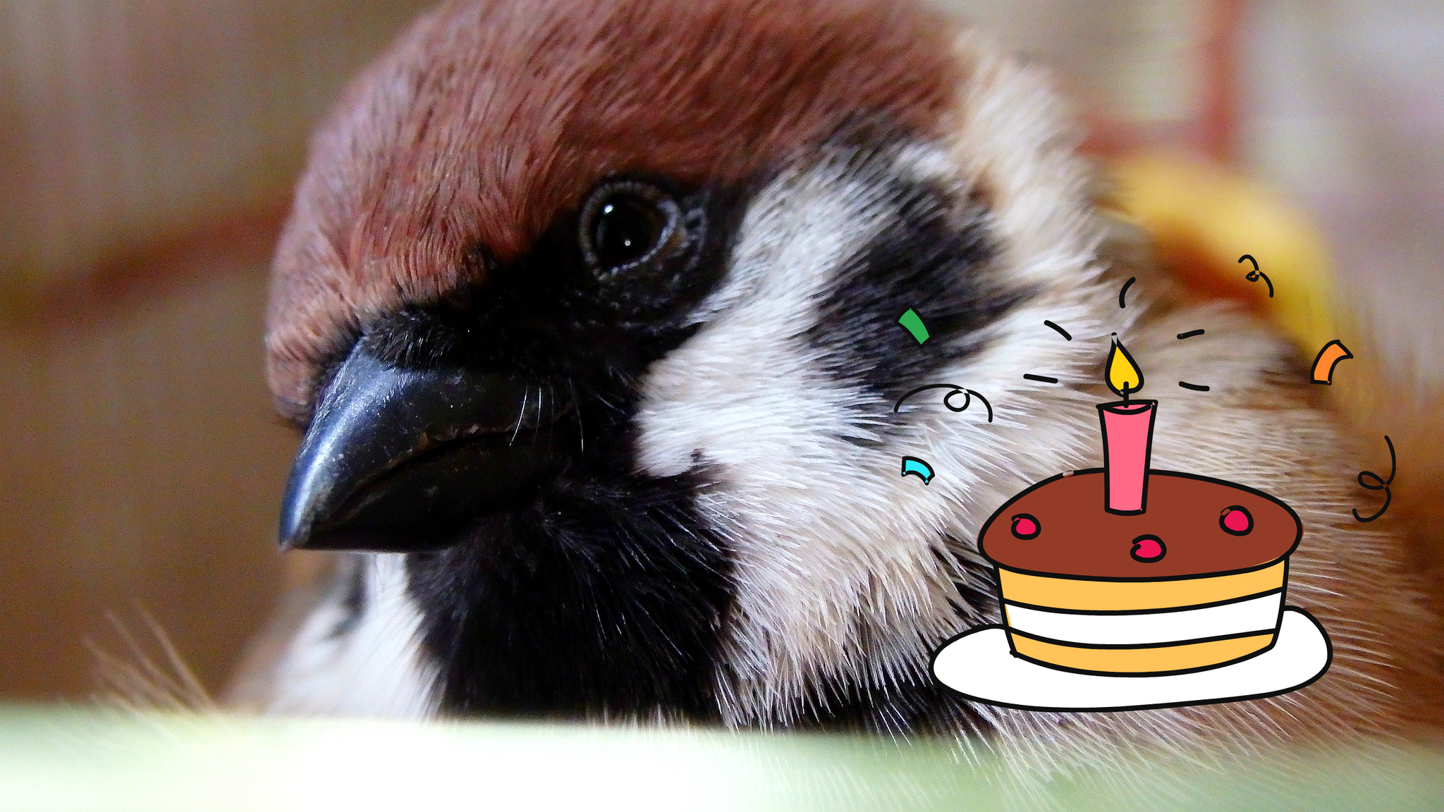 Sparrow Tosha is 4 years old! How quickly time flies. - My, Sparrow, Sparrow Tosha, Birds, Birthday