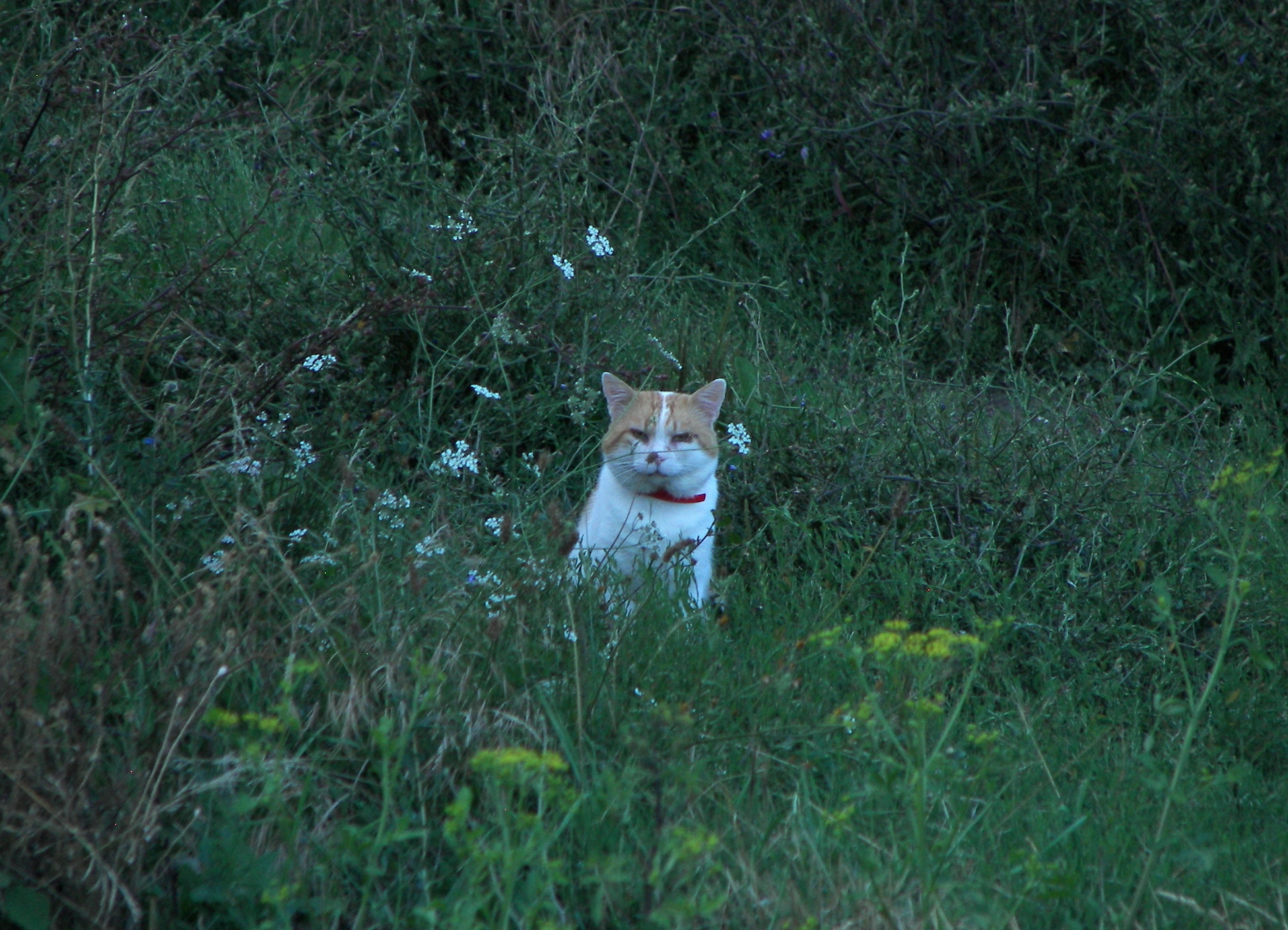 Twilight, roe deer, cat and hob! - My, Nature, Forest, Roe, cat, Photo hunting, The photo, Longpost