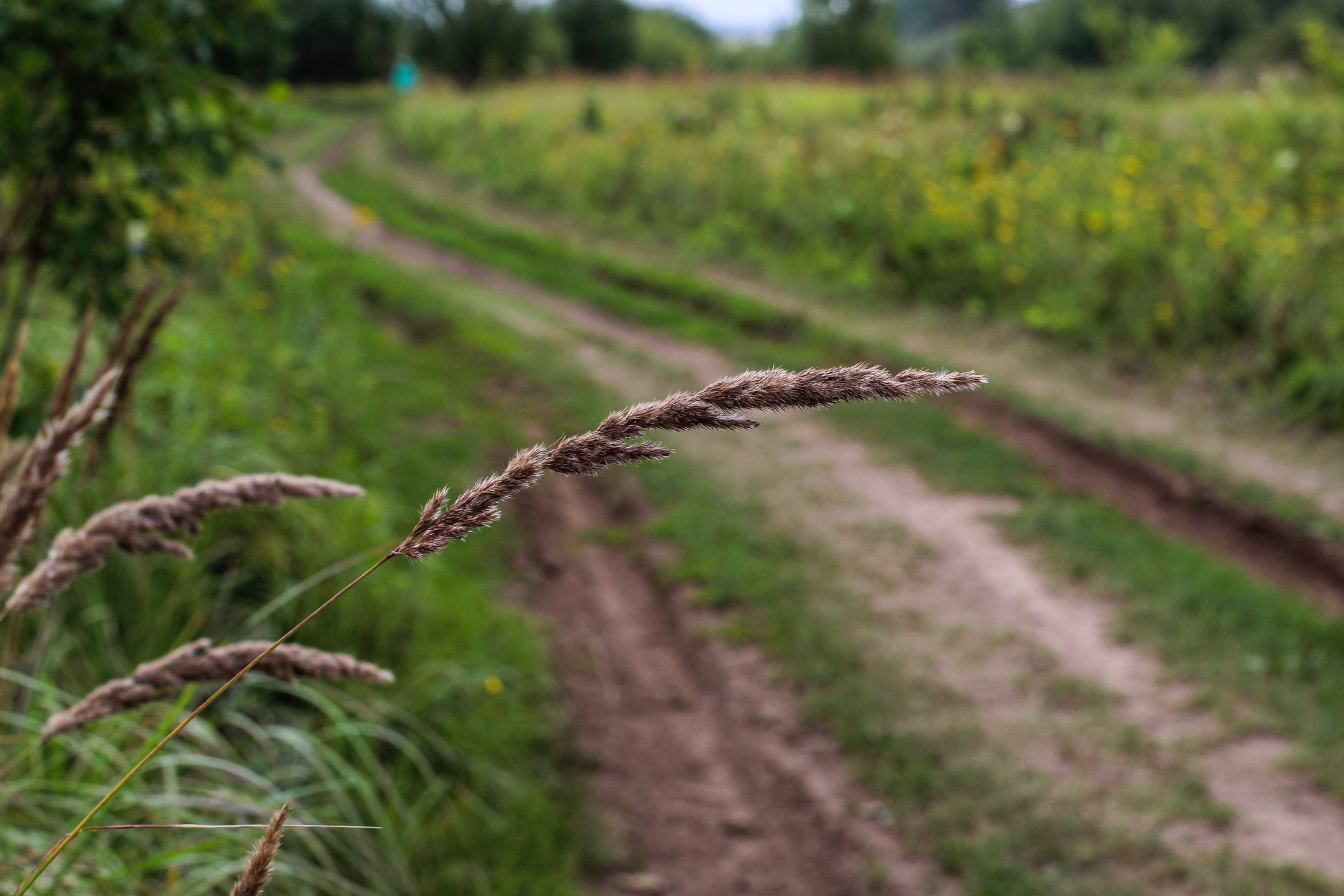 Summer sketches - My, The photo, Nature, A bike, Longpost