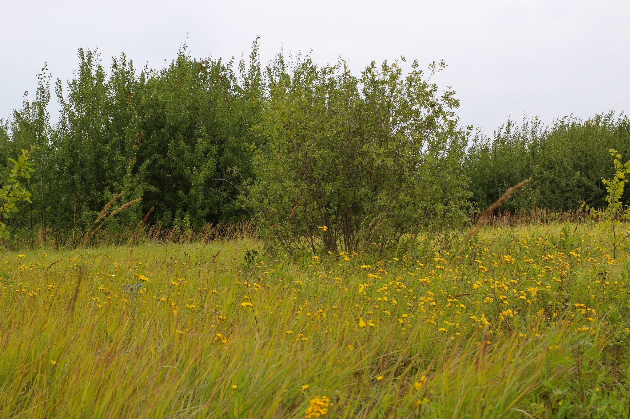 Summer sketches - My, The photo, Nature, A bike, Longpost