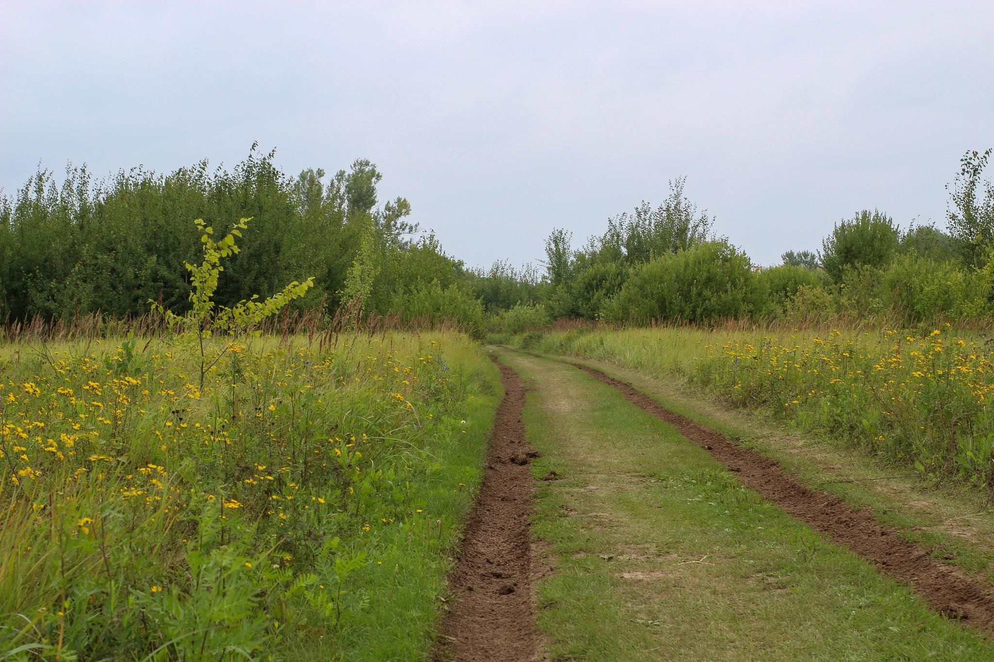 Summer sketches - My, The photo, Nature, A bike, Longpost