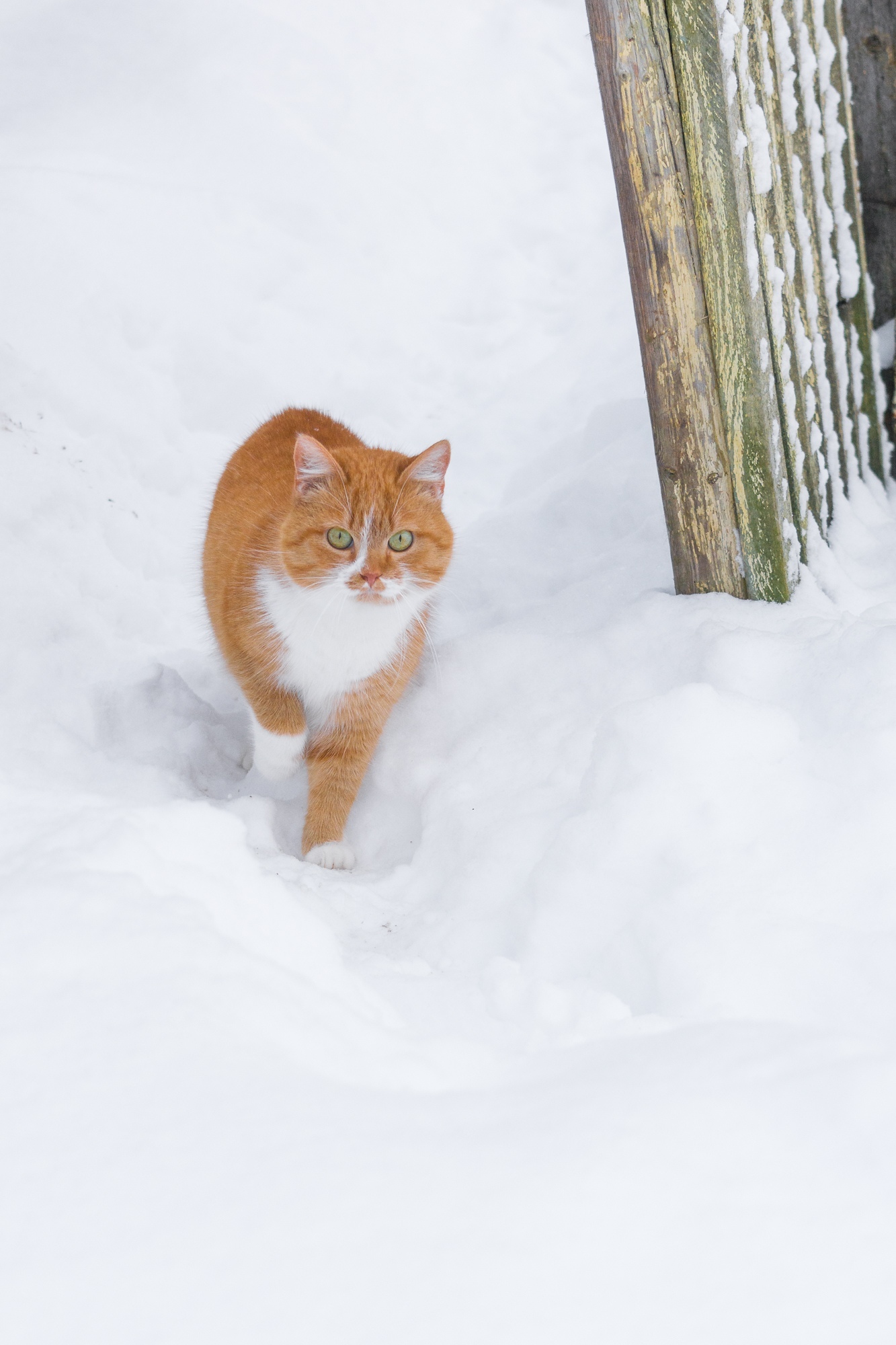 The approach of a fluffy ginger. - My, The photo, Beginning photographer, cat, Redheads, Winter, Nikon, Longpost