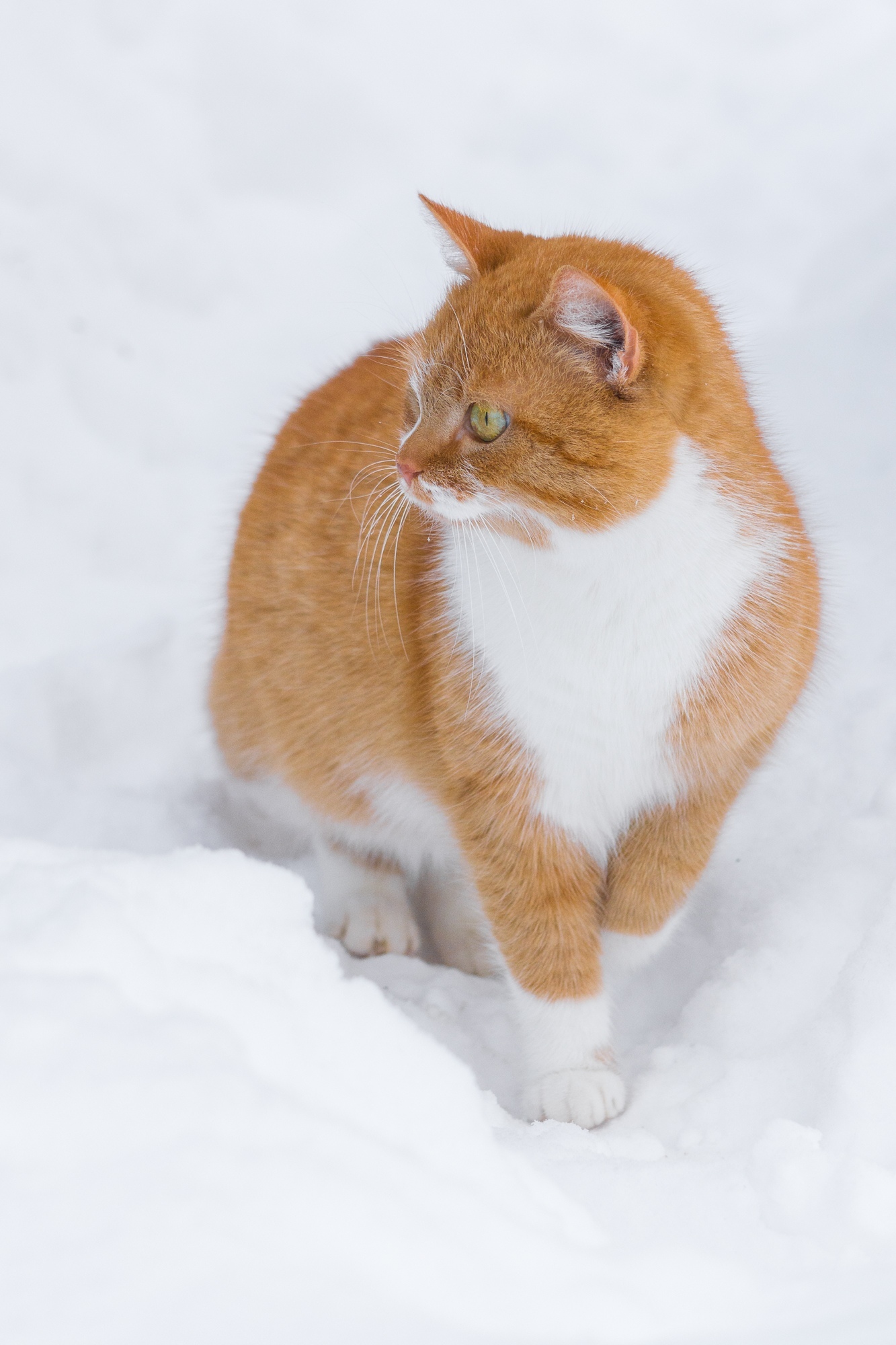 The approach of a fluffy ginger. - My, The photo, Beginning photographer, cat, Redheads, Winter, Nikon, Longpost