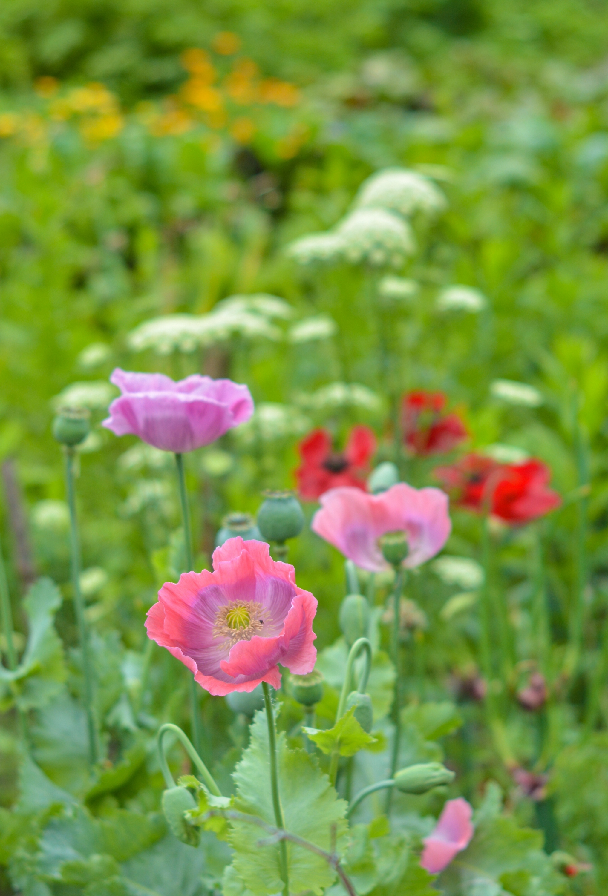 Summer garden - My, Summer, Flowers, Garden, The photo, Nikon d7100, Yongnuo 50mm, Longpost