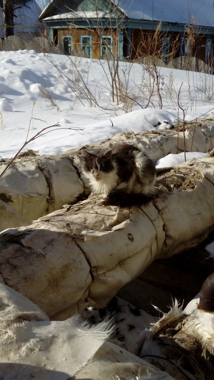 Кошка Груня ищет дом! Уфа! - Моё, Уфа, В добрые руки, Кот, Длиннопост