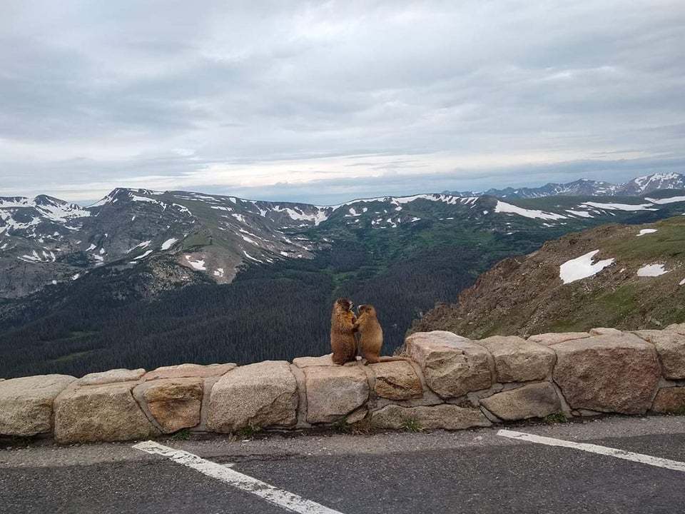 Will you marry me? - The mountains, Landscape, Marmots, Animals