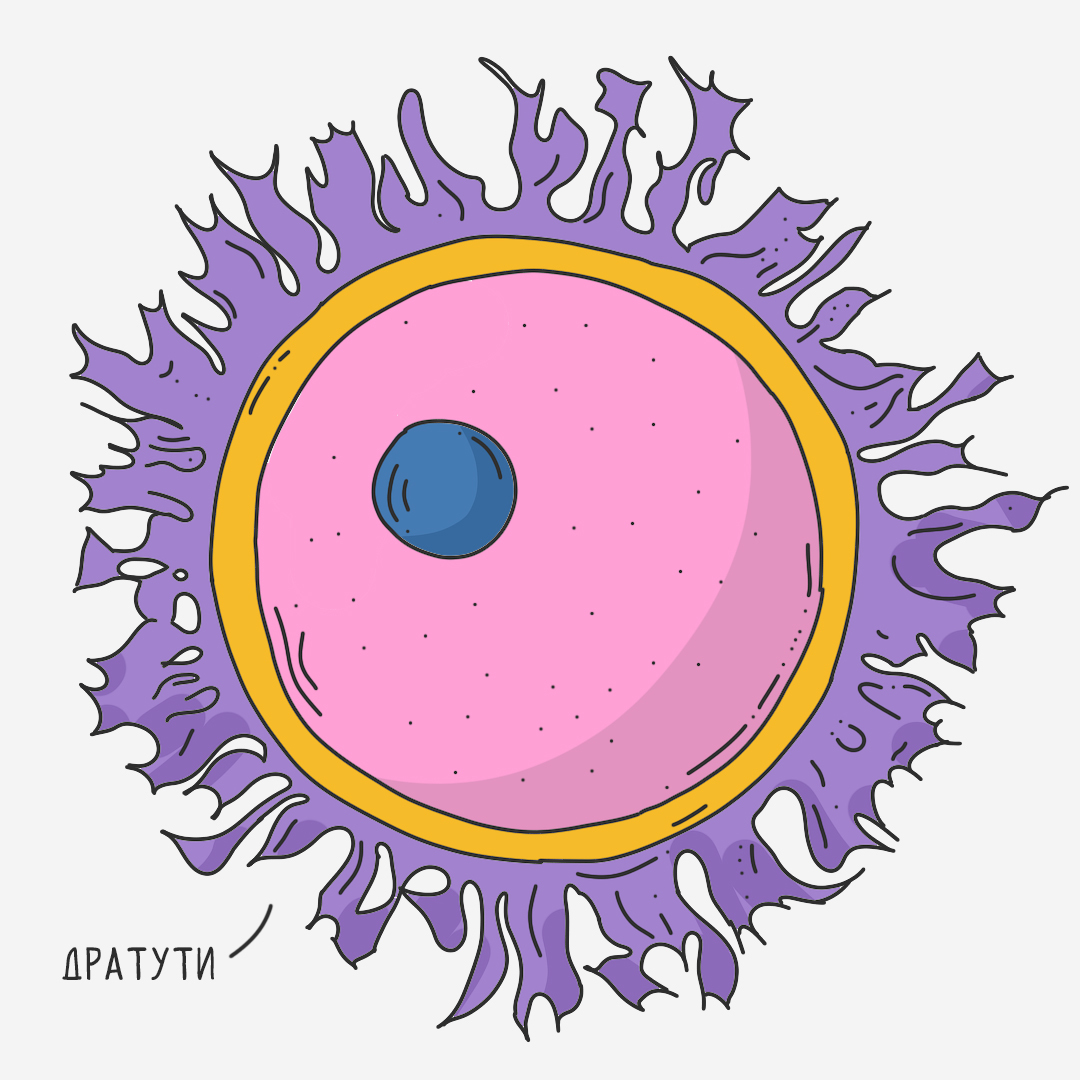 Where do eggs come from. - My, Ovum, Gynecology, Longpost