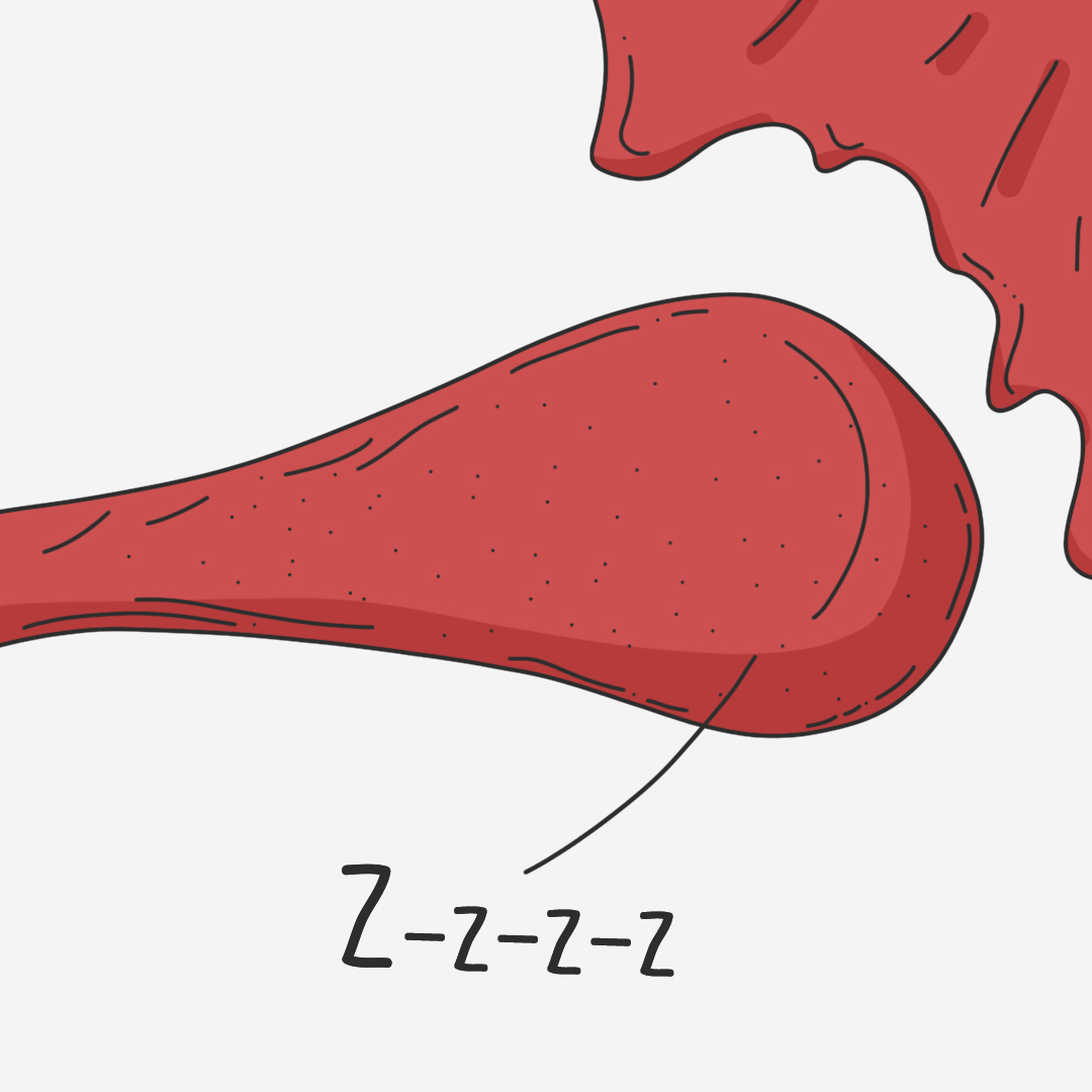 Where do eggs come from. - My, Ovum, Gynecology, Longpost