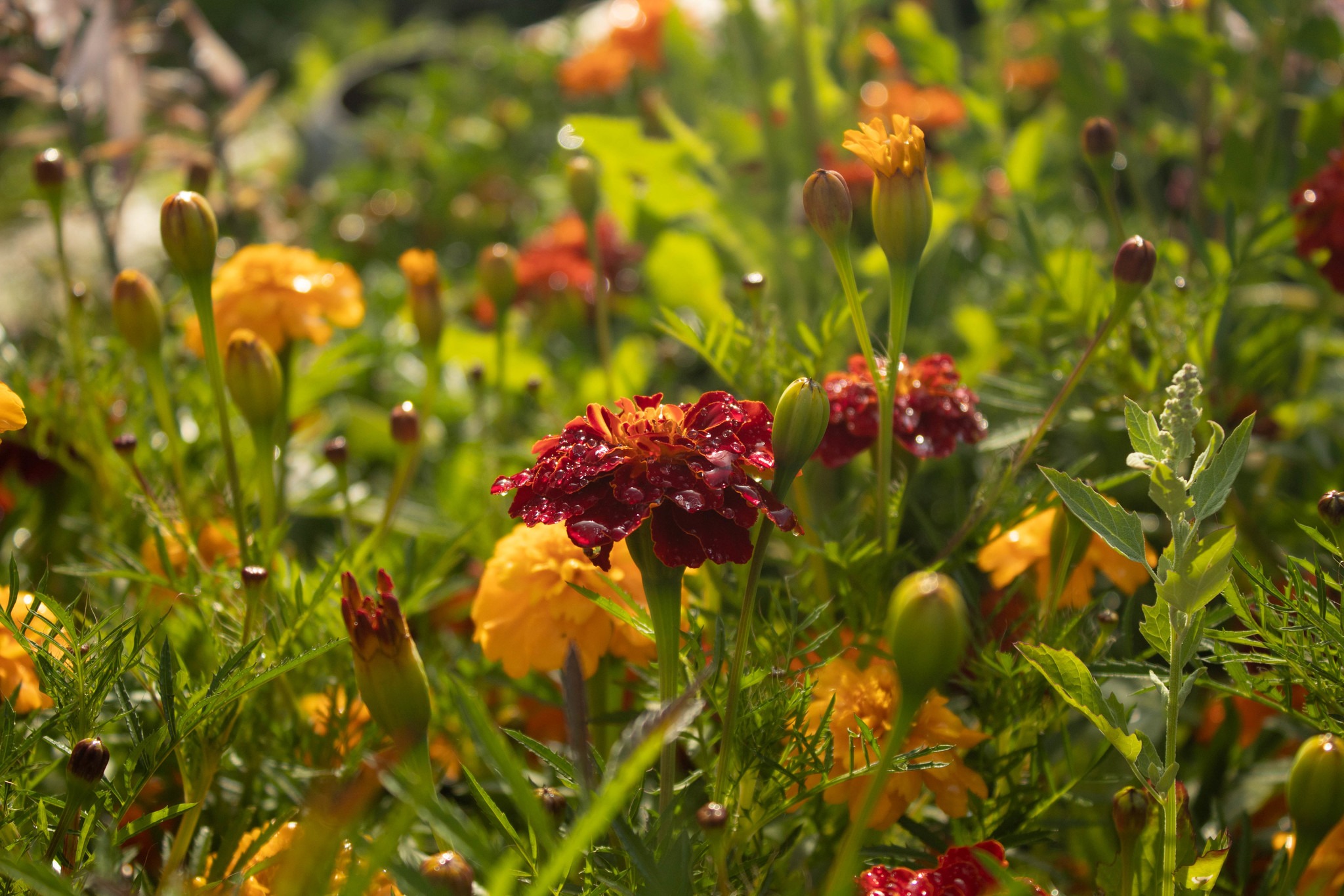 Bright colors of summer... Flowers after the rain.... - My, Beginning photographer, Summer, The photo, After the rain, Longpost