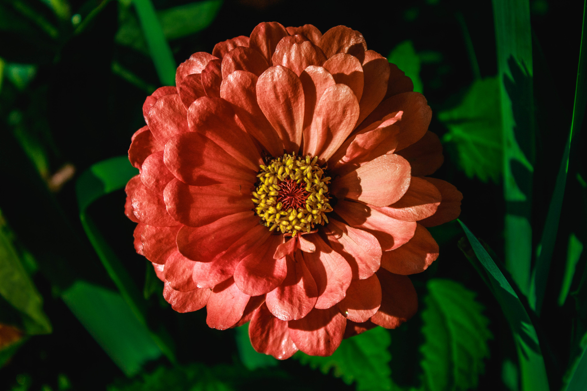 Bright colors of summer... Flowers after the rain.... - My, Beginning photographer, Summer, The photo, After the rain, Longpost