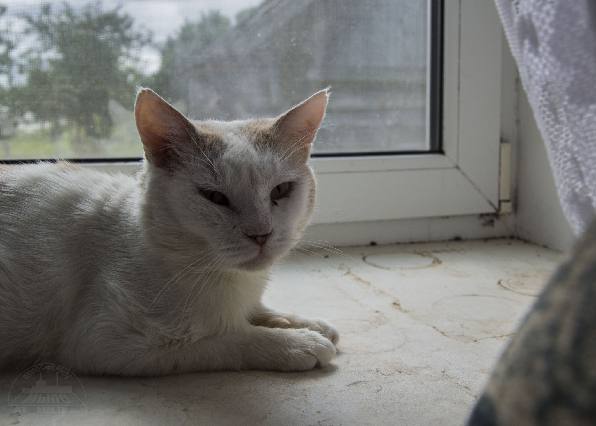 Vasily cat and cloudy day - My, Mainly cloudy, cat, Calmness, Grayness, Milota, Longpost