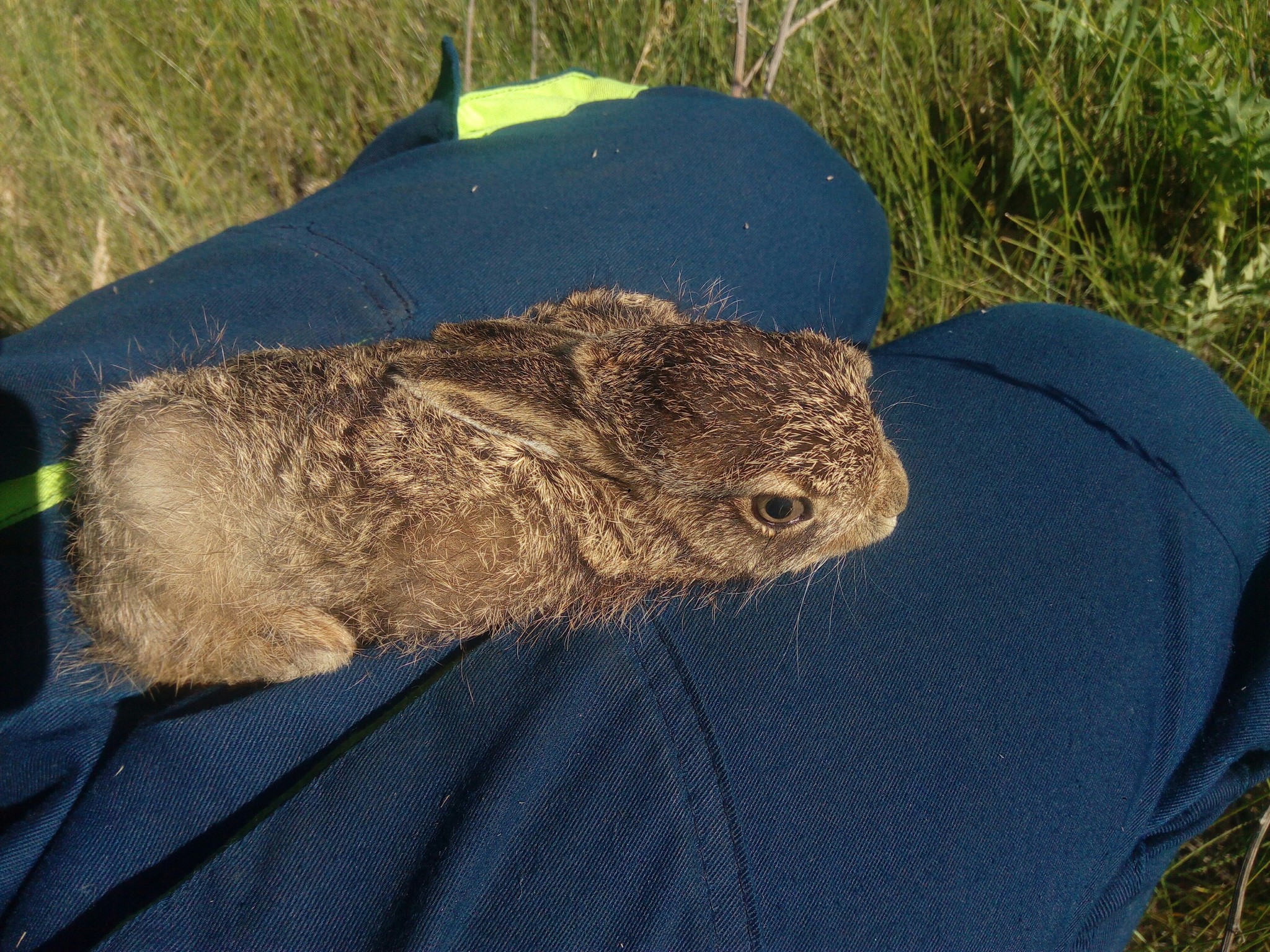 Interesting meeting. - Hare, Nature, Longpost