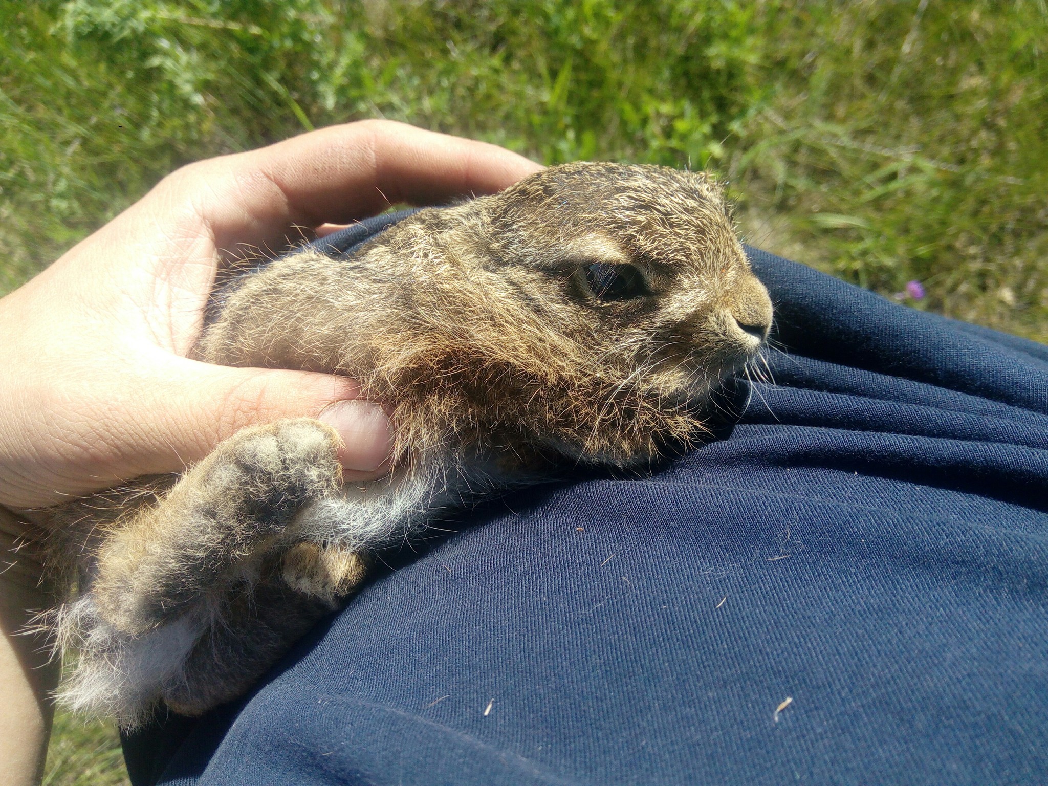 Interesting meeting. - Hare, Nature, Longpost