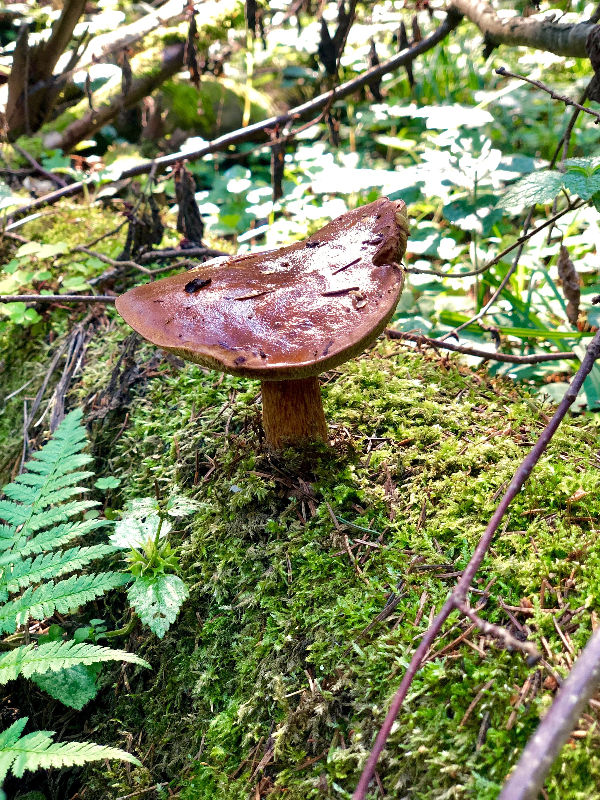 Podmoskovny forest (no filters) - My, Forest, Mushrooms, Photo on sneaker, Longpost