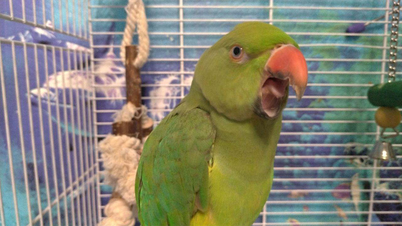 How did the parrot become white - My, A parrot, Humor, Joke, Birds