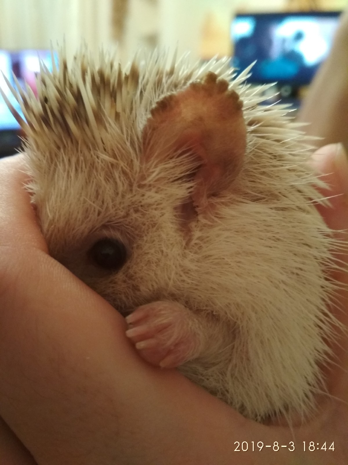 Shy hedgehog. - My, Hedgehog, The photo, Shyness