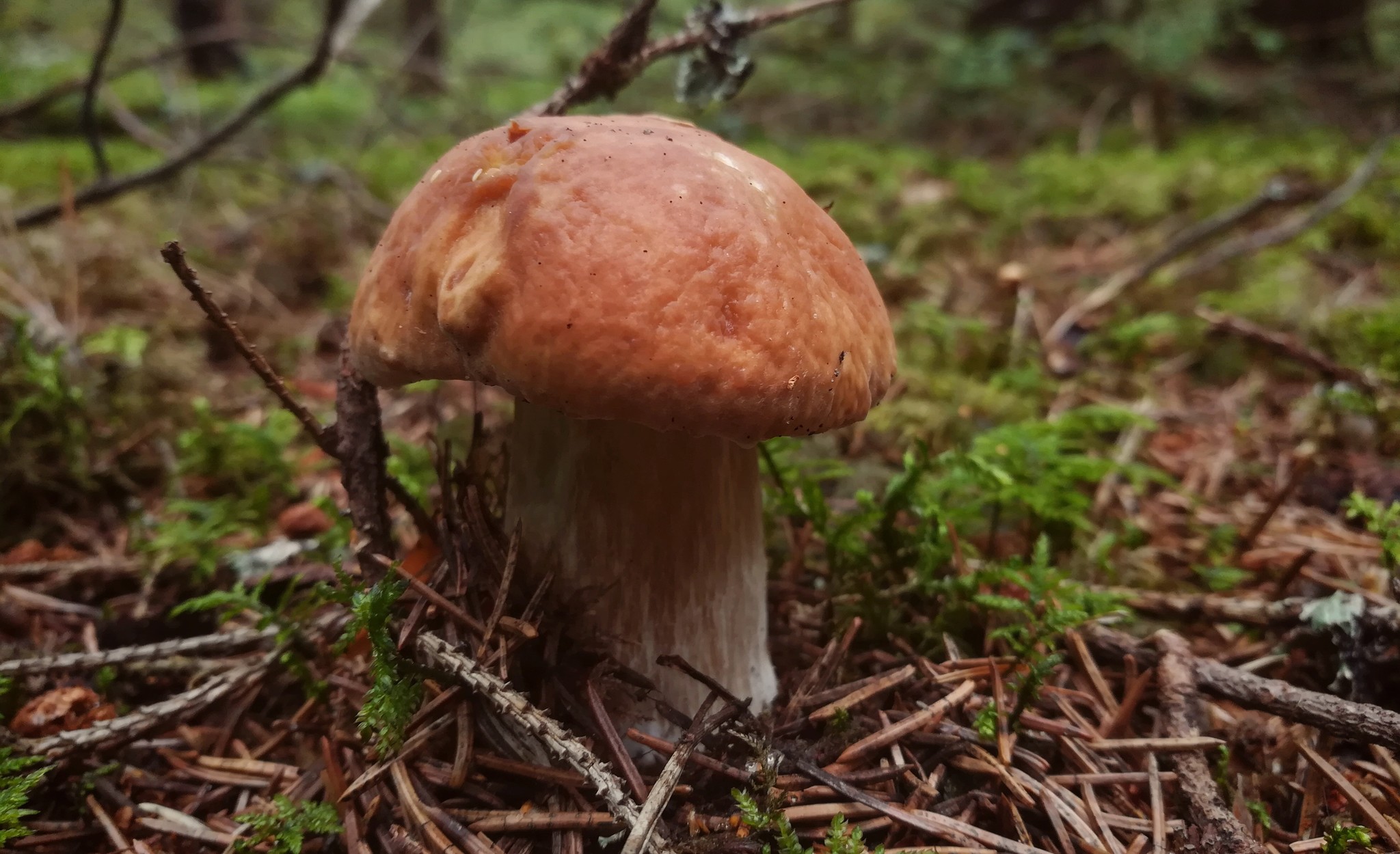 Walk in the woods - My, Forest, Mushrooms, Silent hunt, Raspberries, Porcini, White, Longpost