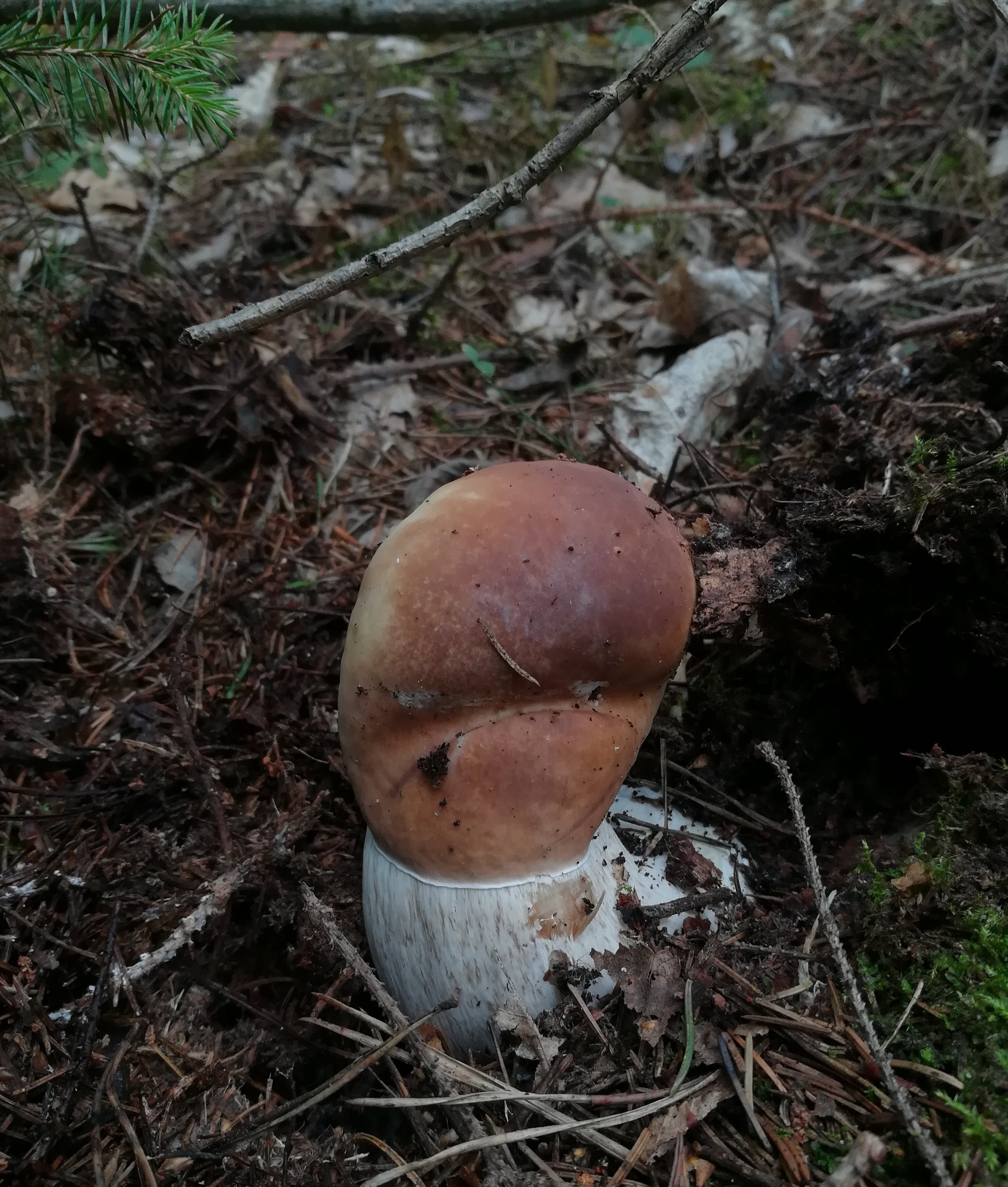 Walk in the woods - My, Forest, Mushrooms, Silent hunt, Raspberries, Porcini, White, Longpost