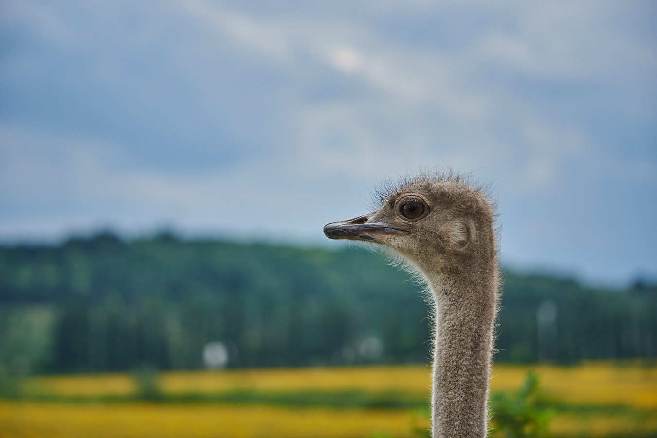 Foreshortening - My, Ostrich, The photo, Birds