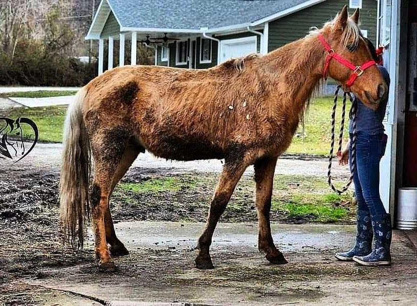 Before and after. - Horses, Cruelty