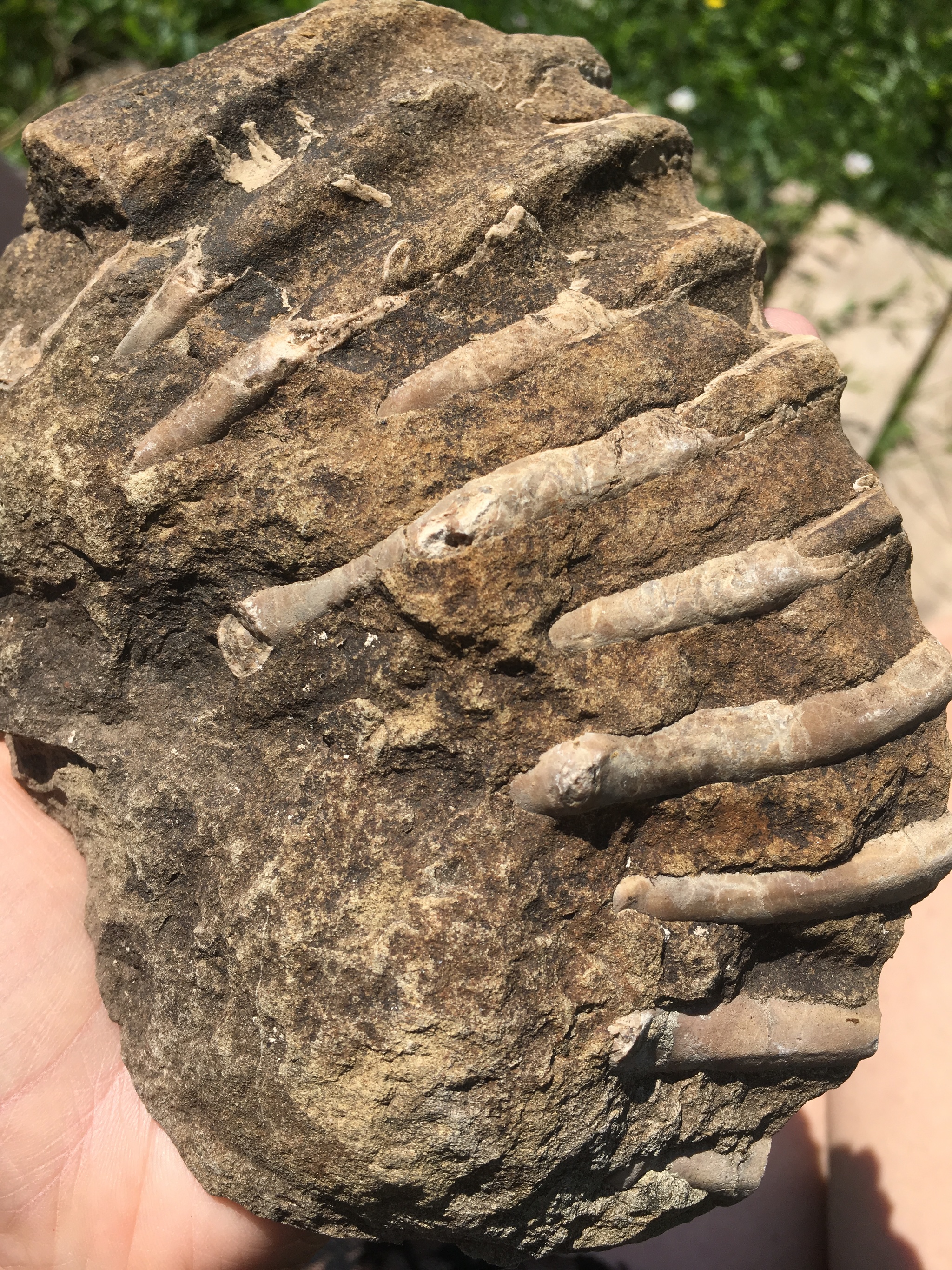 What is this fossil? - My, Fossils, Republic of Adygea, North Caucasus, Find, Longpost