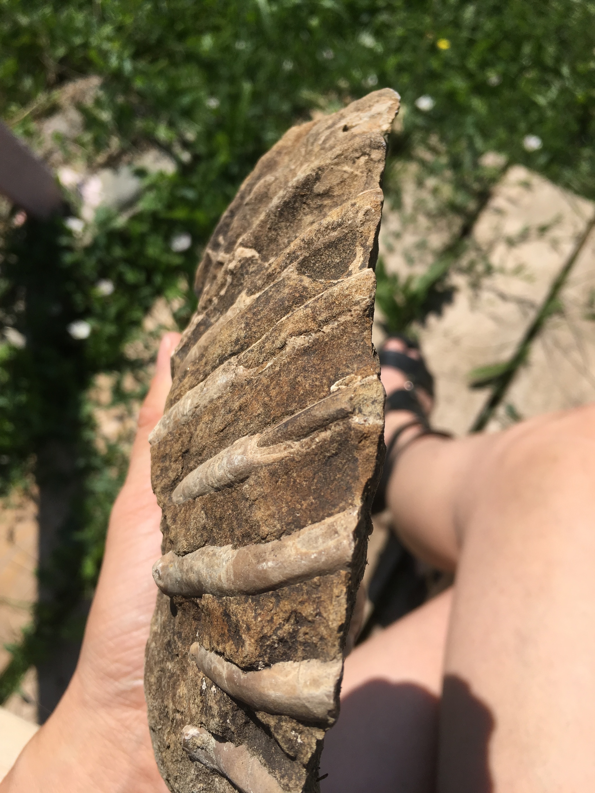 What is this fossil? - My, Fossils, Republic of Adygea, North Caucasus, Find, Longpost