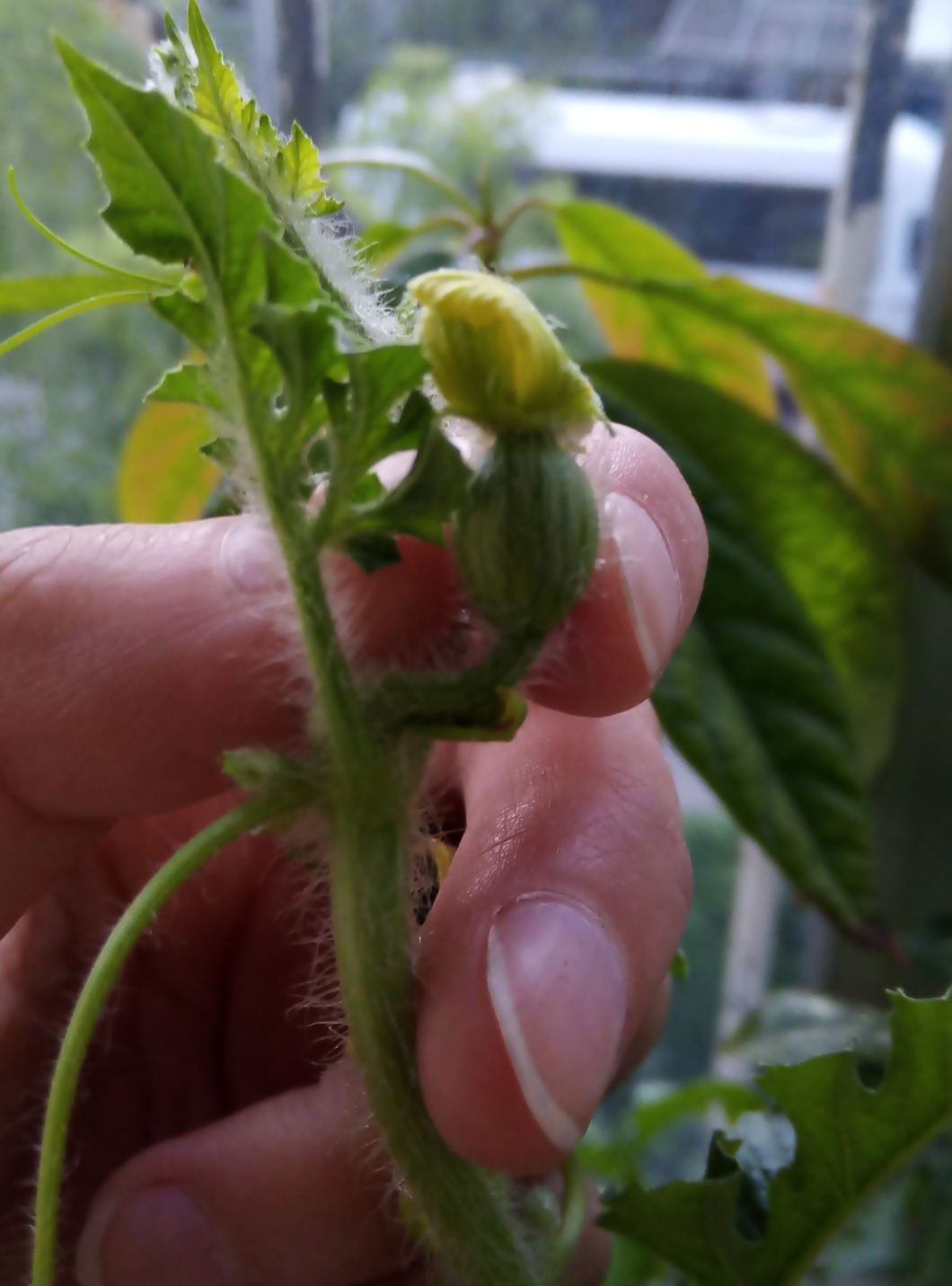 Watermelon - My, Watermelon, Longpost, Plants, Harvest