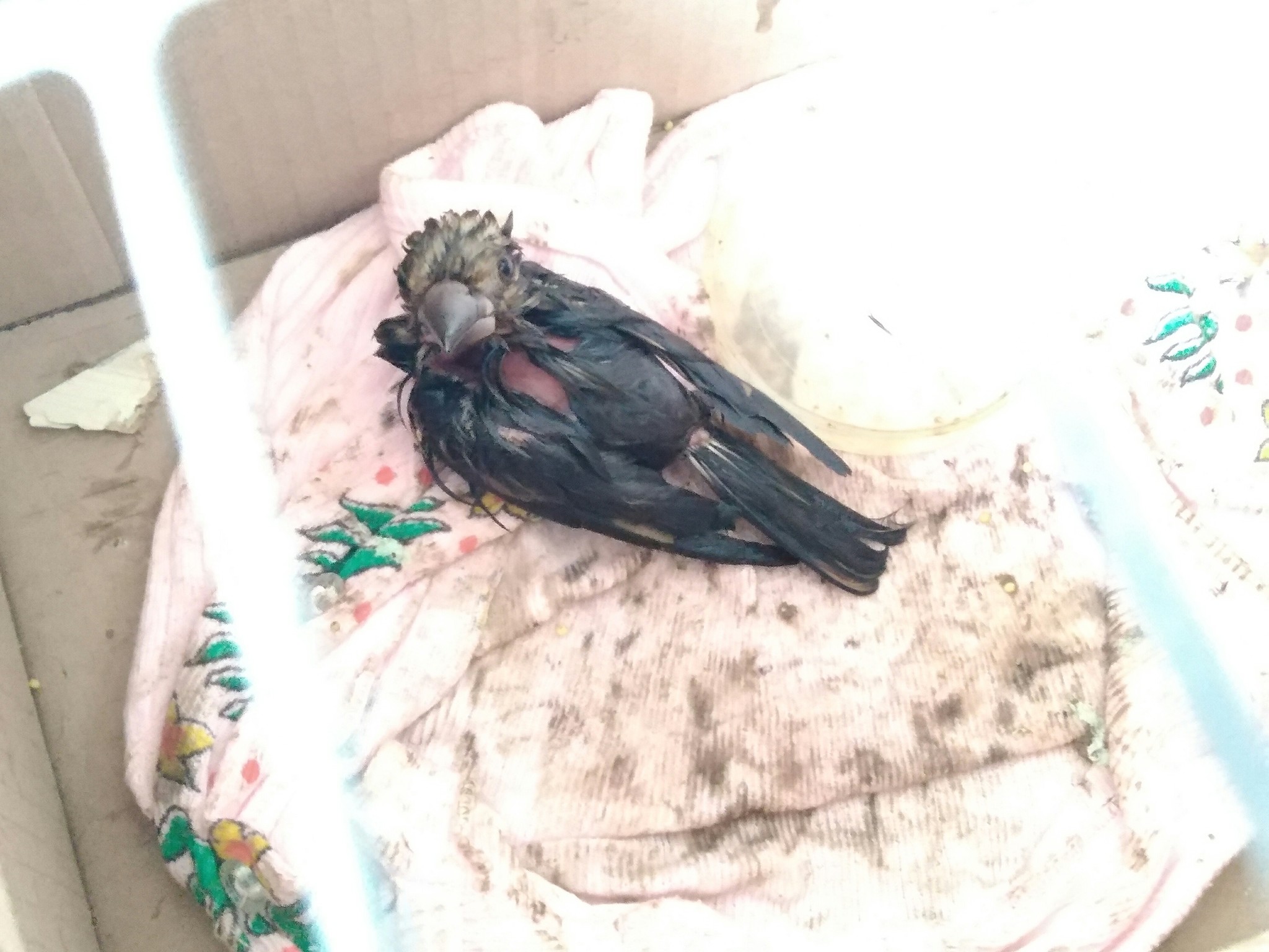 Saved a bird from bitumen. Who is and how to care? - My, Bitumen, The rescue, Help, What kind of bird?, Ornithology, Feeding, Longpost, No rating