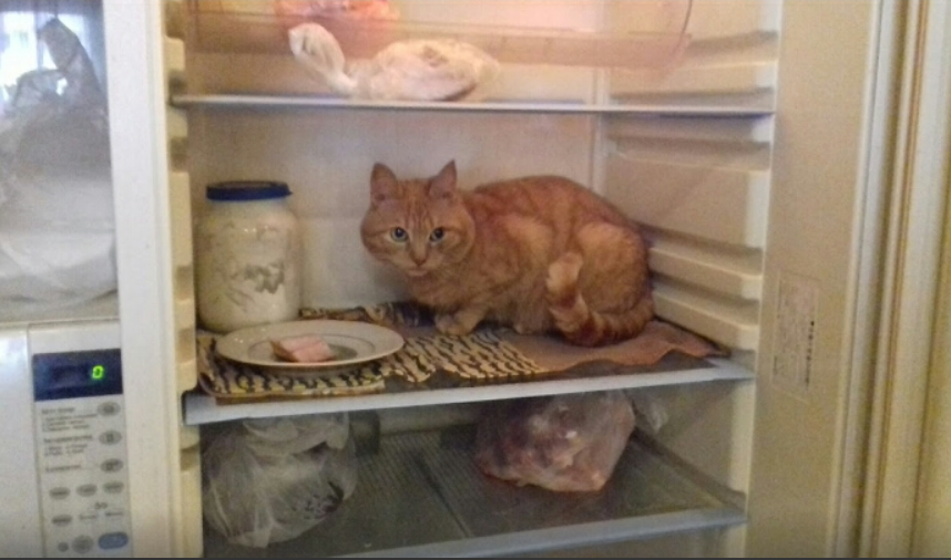 Ginger! What are you? - My, cat, Animals, Refrigerator, Pets