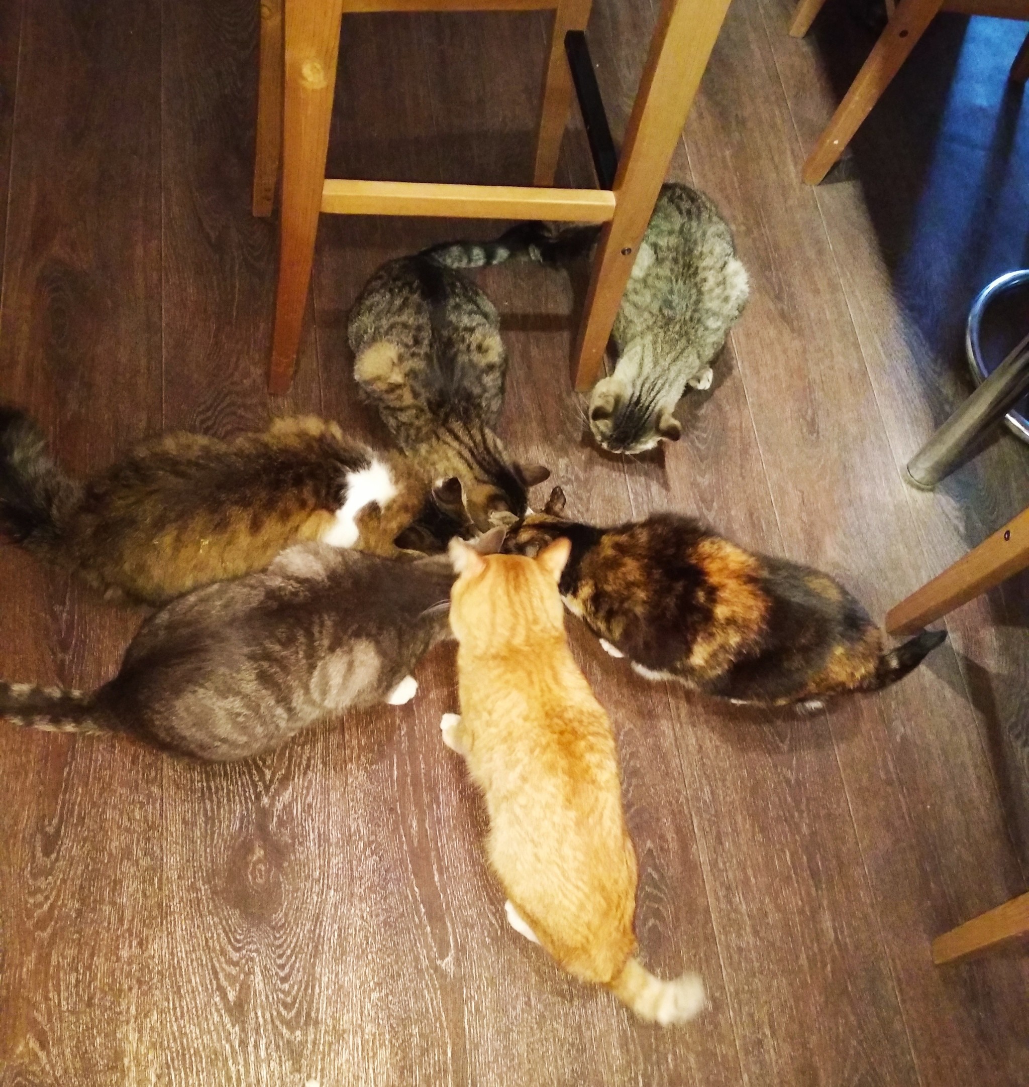 Be horrified by the number of cats! - My, Cats and dogs together, Longpost, cat, Dog, Catomafia