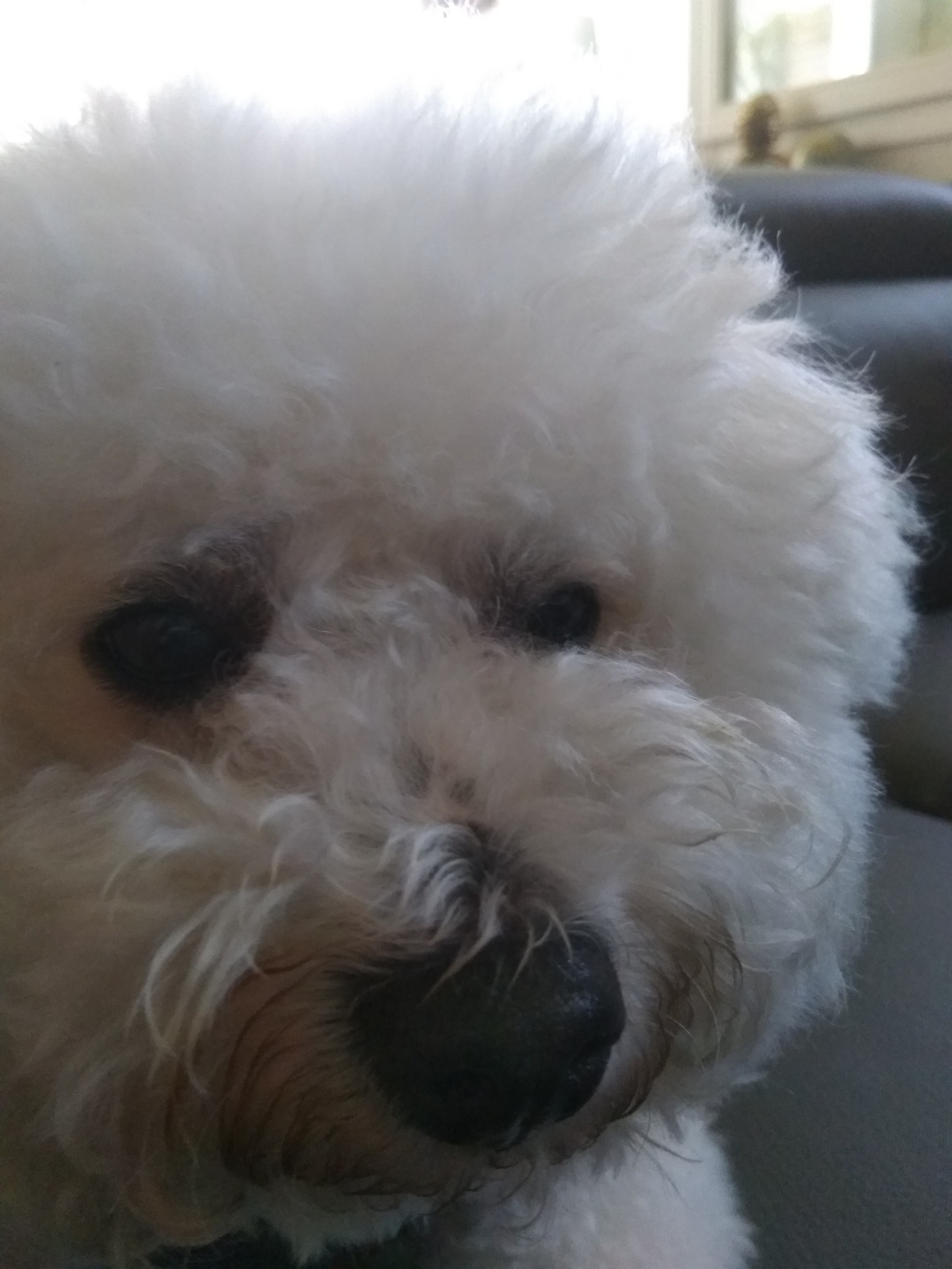 All good and good mood! - My, Bichon Frise, Dog, All good, Longpost