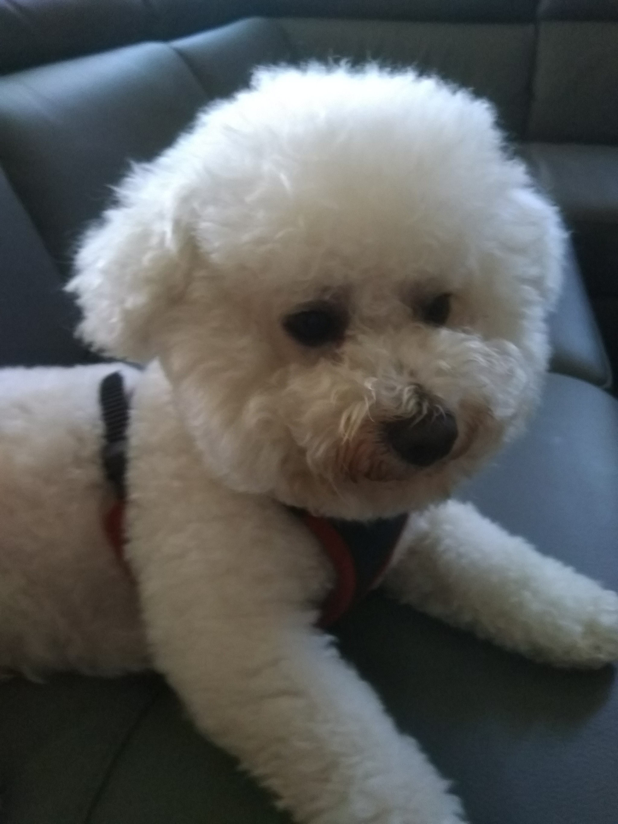 All good and good mood! - My, Bichon Frise, Dog, All good, Longpost