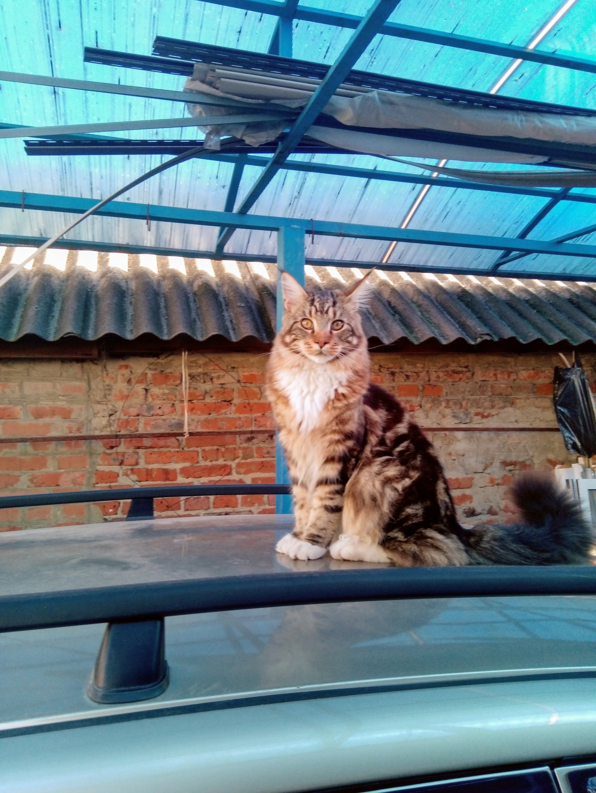 Maine Coon - My, cat, Fluffy, Longpost, Maine Coon