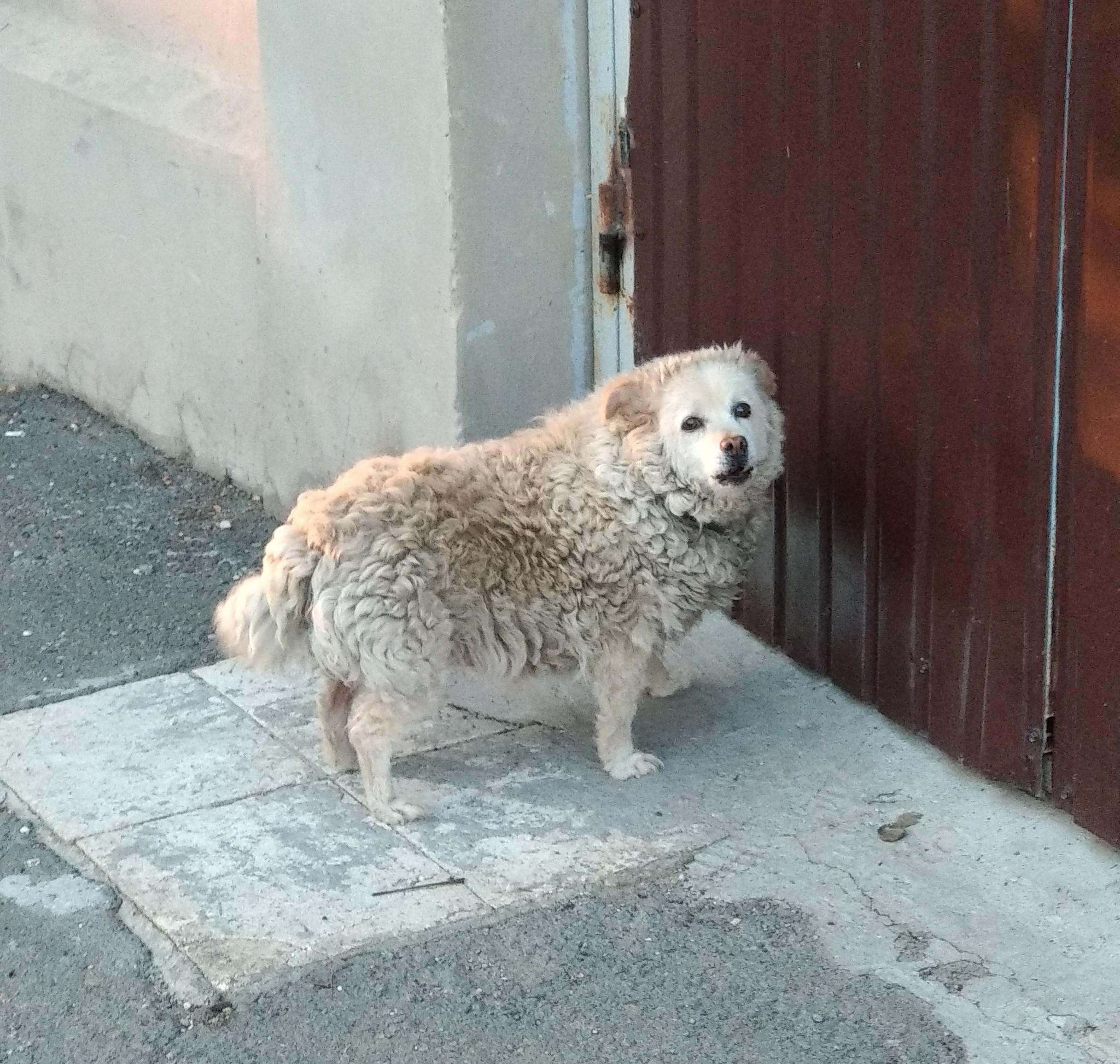 Sheep - My, Dog, Animals, Sheeps, Similarity, Wool