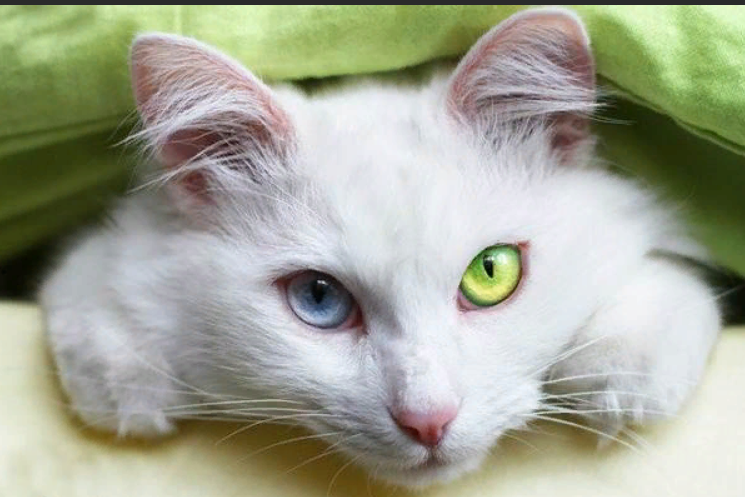 Look into your eyes! Tell the truth! - cat, Catomafia, Animals, Heterochromia