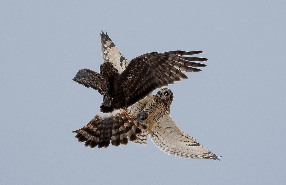 Fight of an owl and a hawk for a mouse - Owl, Hawk, Mouse, Fight, Longpost