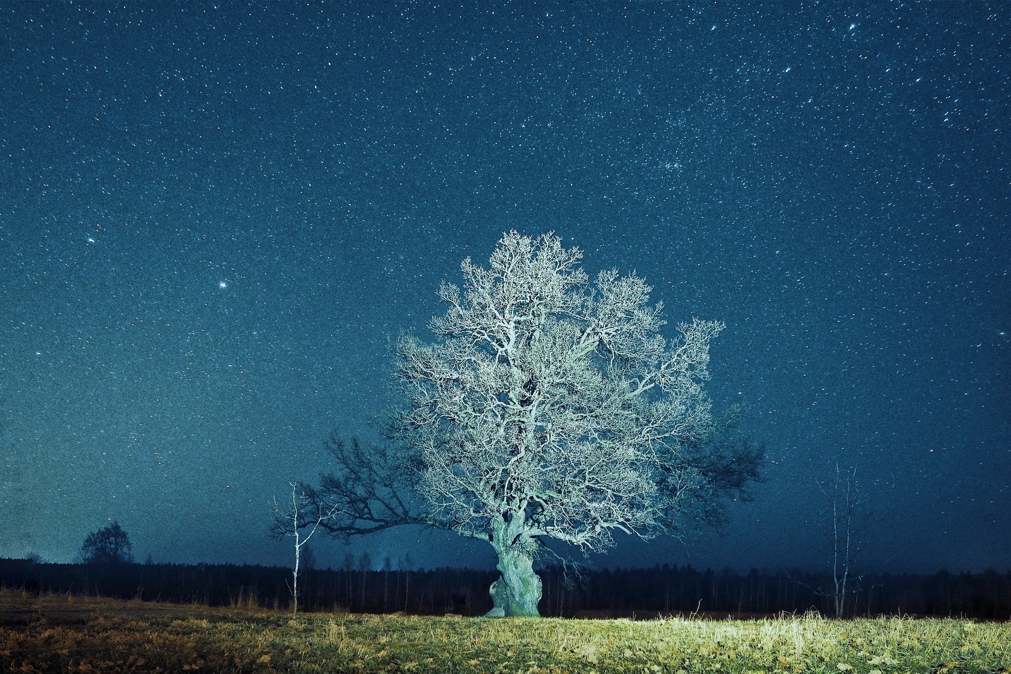 190 year old oak - My, The photo, Landscape, Starry sky, Oak, Olympus, Longpost