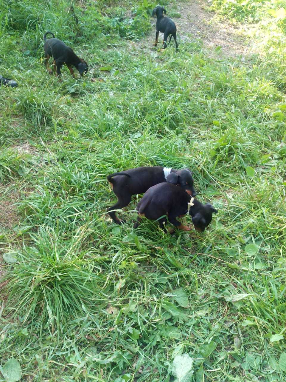 Doberman puppies in good hands (urgent-urgent!) - My, Moscow, Puppies, In good hands, Doberman, Help, Helping animals, Dog, Longpost, No rating