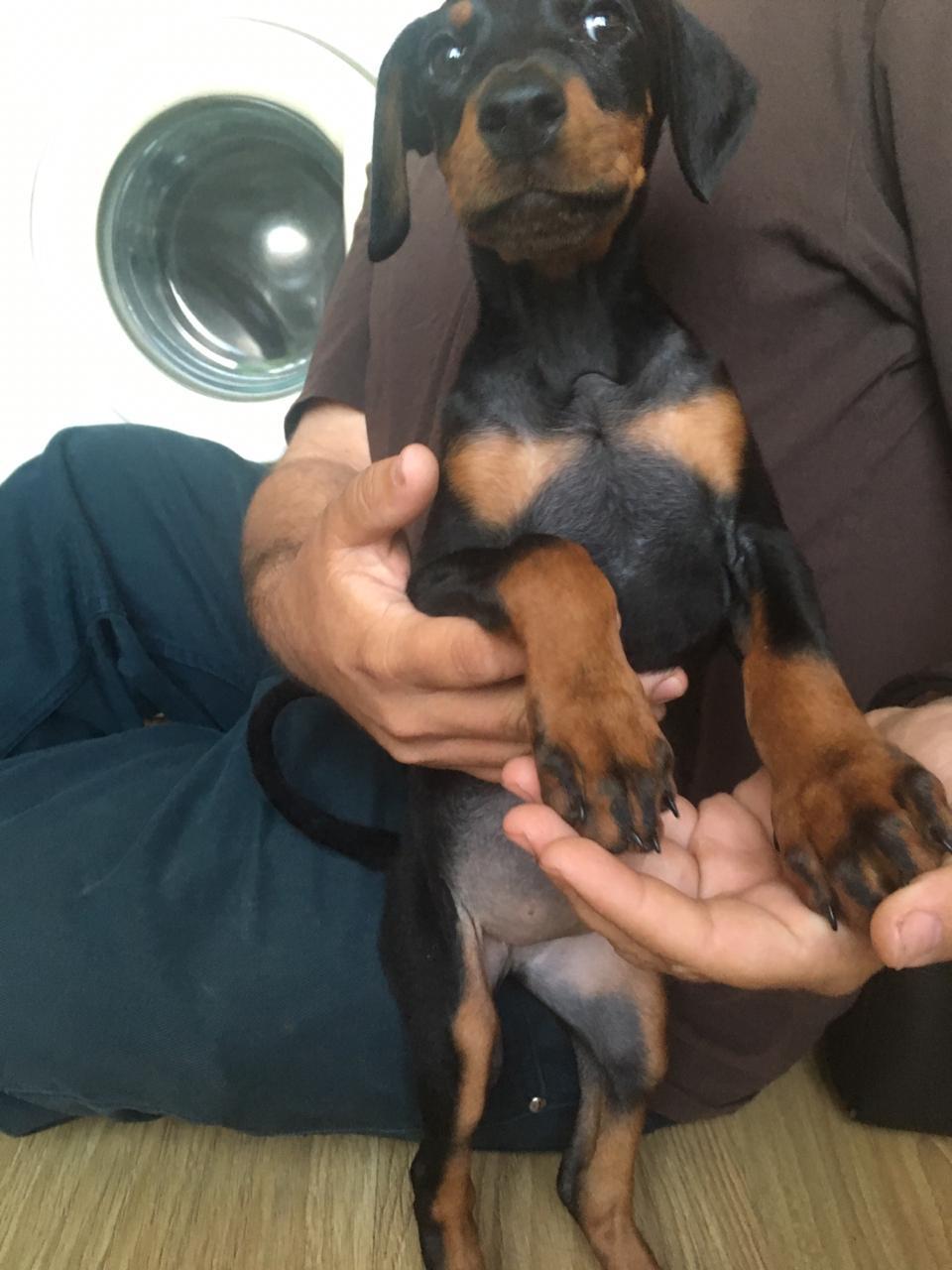 Doberman puppies in good hands (urgent-urgent!) - My, Moscow, Puppies, In good hands, Doberman, Help, Helping animals, Dog, Longpost, No rating