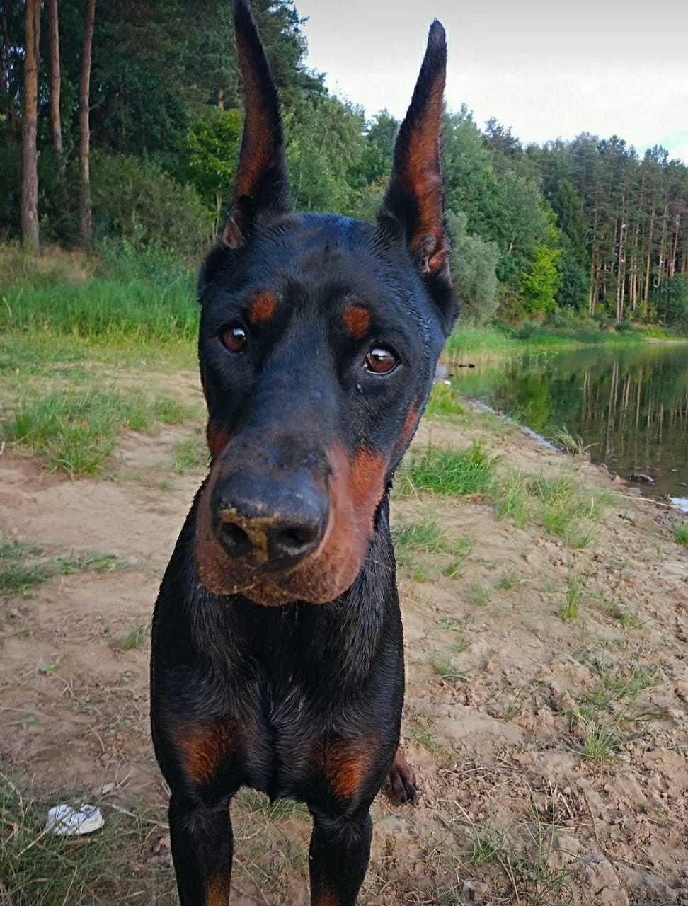 Doberman puppies in good hands (urgent-urgent!) - My, Moscow, Puppies, In good hands, Doberman, Help, Helping animals, Dog, Longpost, No rating