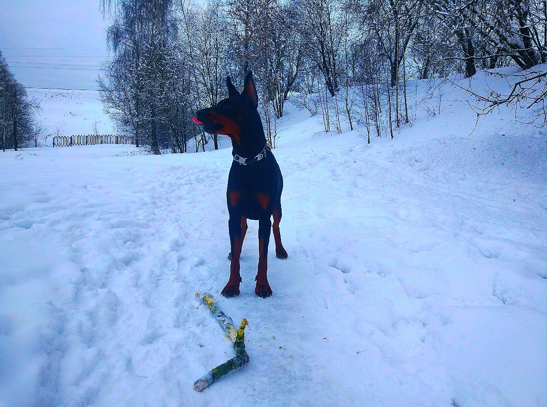 Doberman puppies in good hands (urgent-urgent!) - My, Moscow, Puppies, In good hands, Doberman, Help, Helping animals, Dog, Longpost, No rating