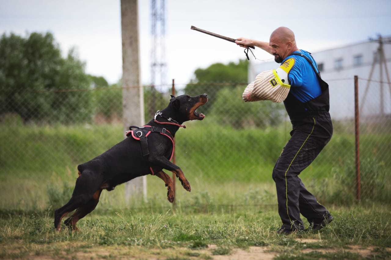 Doberman puppies in good hands (urgent-urgent!) - My, Moscow, Puppies, In good hands, Doberman, Help, Helping animals, Dog, Longpost, No rating