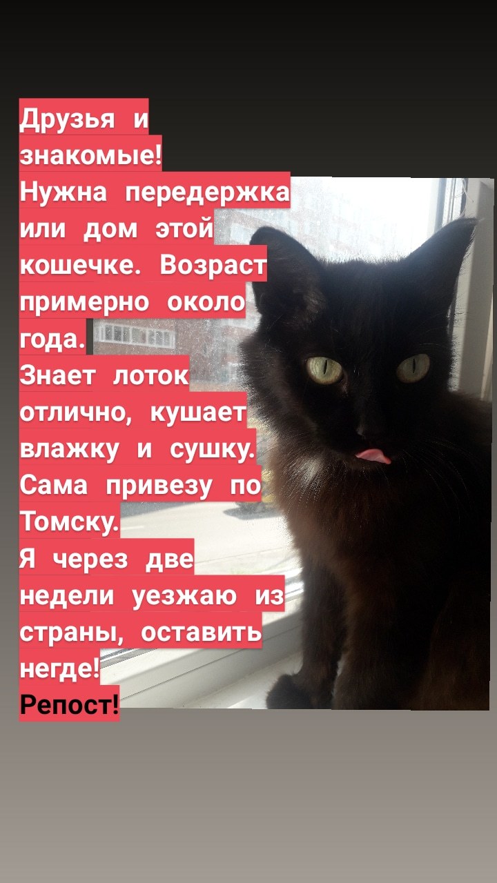 Tomsk! I hope for your help! the cat is looking for a home! To the top! - My, Lost, In good hands, Tomsk, Catomafia, Longpost, cat