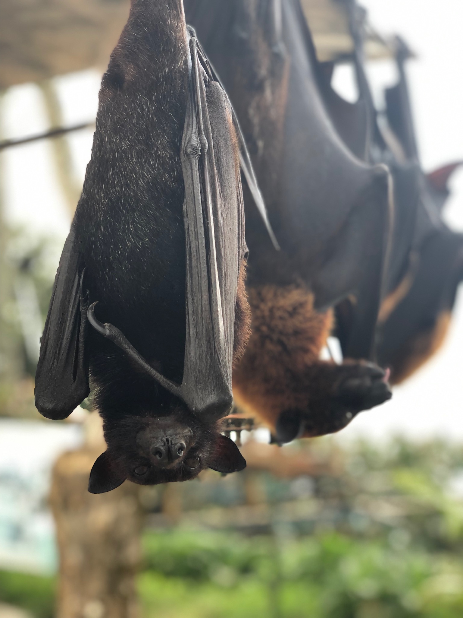 Bats in Bali - My, Travels, Bali, Bats, Indonesia, Longpost