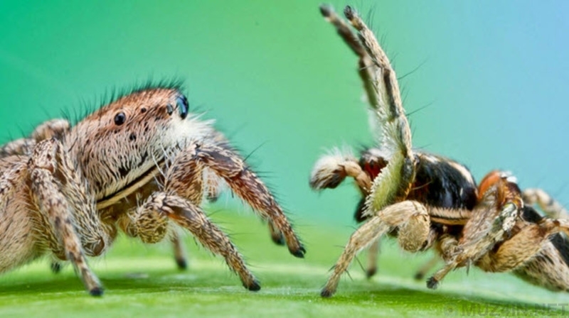 10 Animals With Cannibalistic Sexual Habits - My, Zoology, Interesting, Facts, Informative, Animals, Cannibalism, Video, Longpost