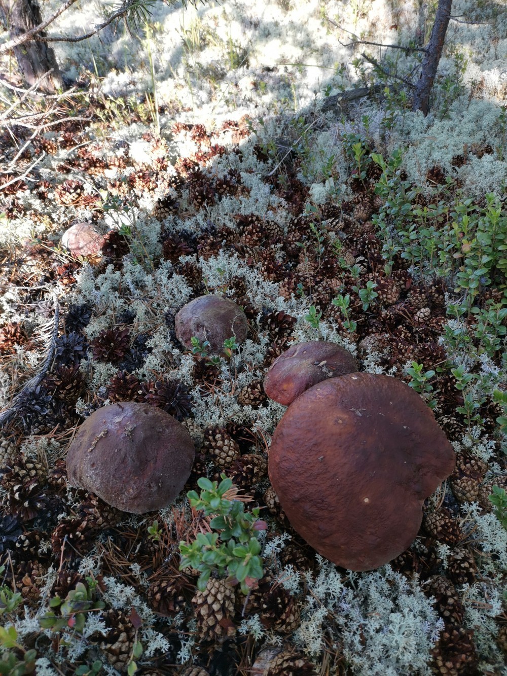 mushroom invasion - Porcini, Borovik, Longpost, Mushrooms