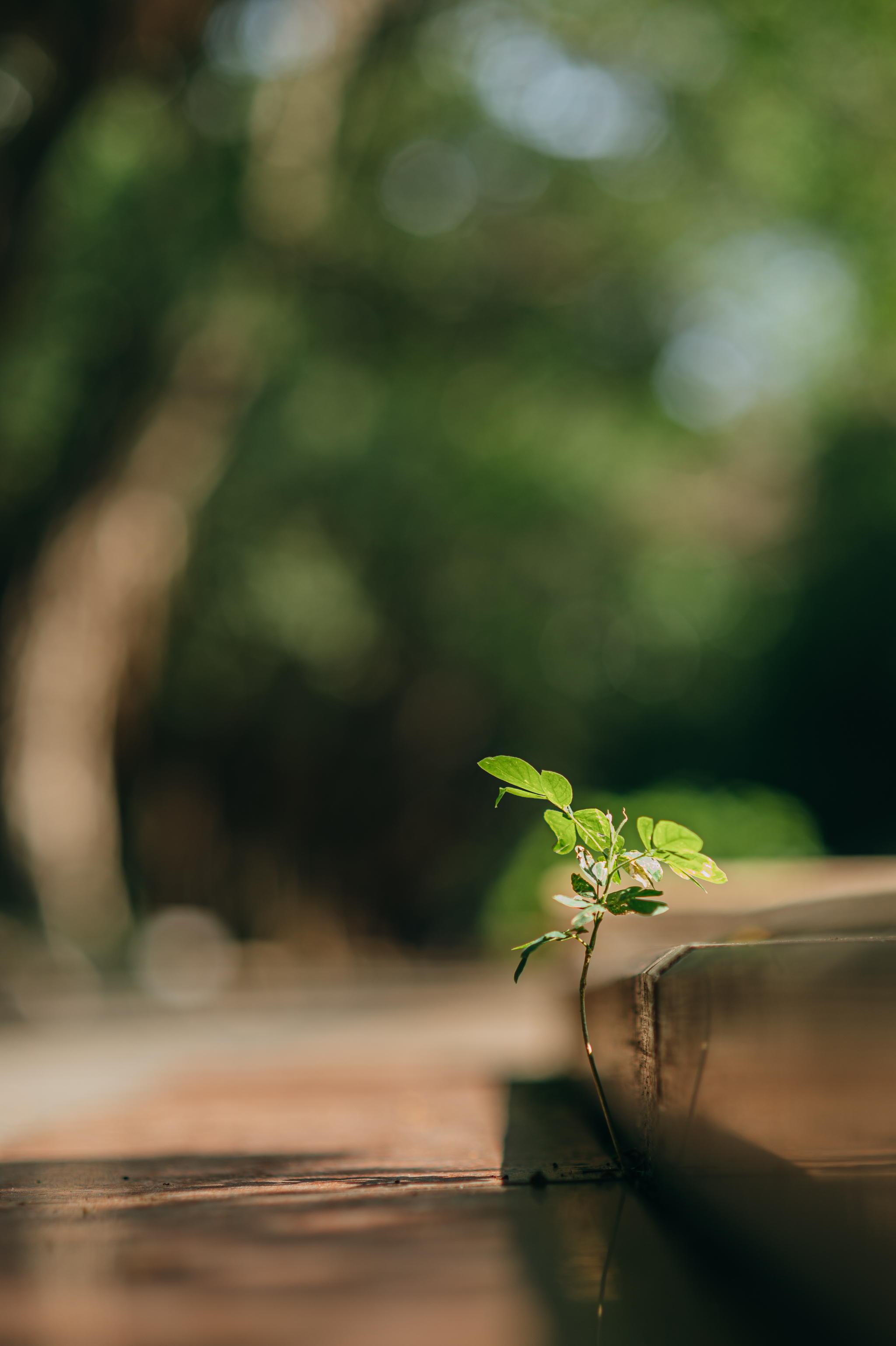 A bit of minimalism - My, Nikkor, Nikon, Minimalism, Longpost