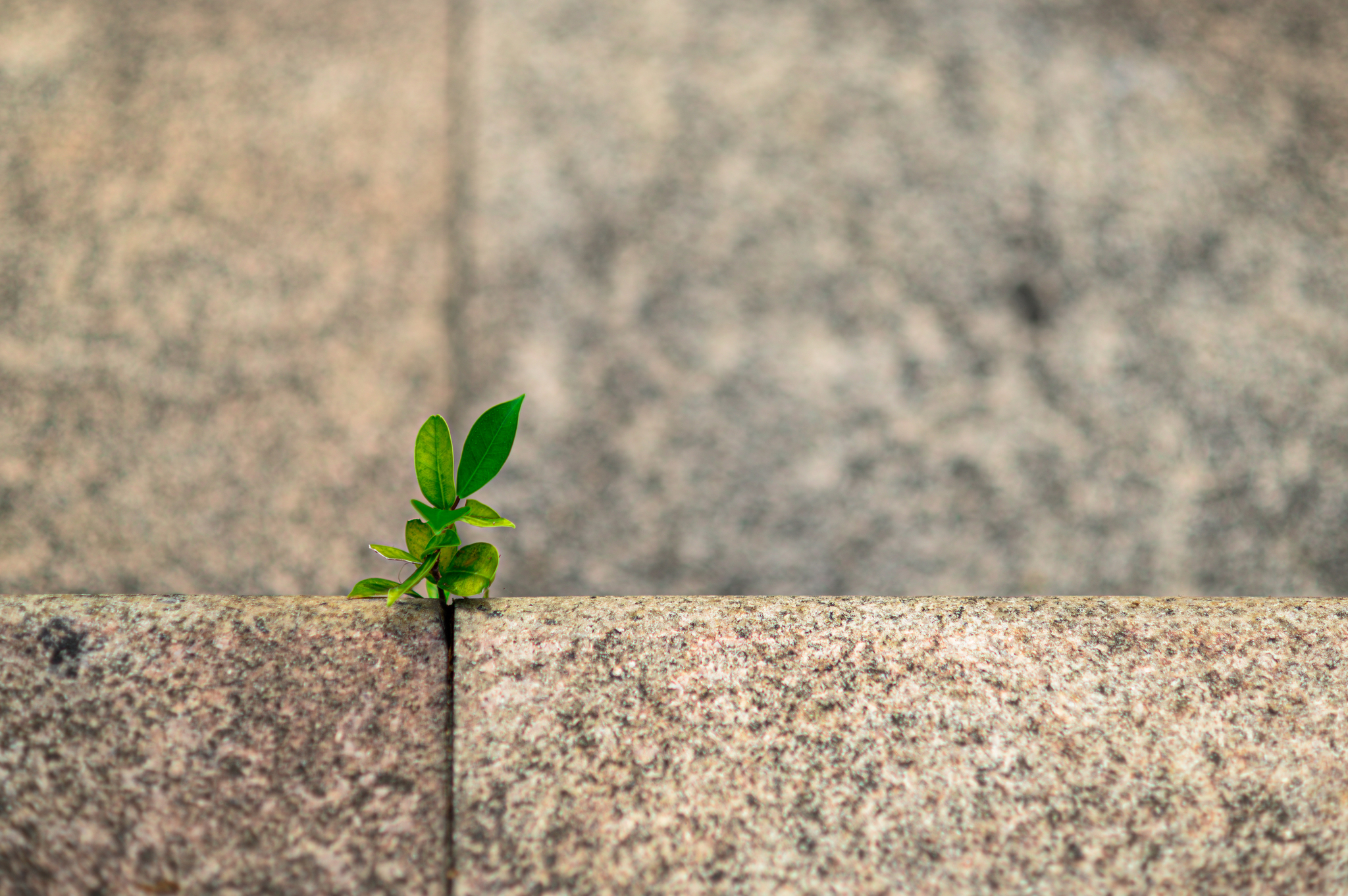 A bit of minimalism - My, Nikkor, Nikon, Minimalism, Longpost